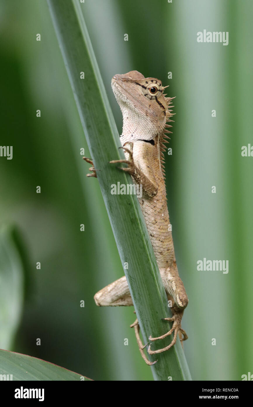 Emmas Schönechse, Emma Grey's Forest Lizard, Calotes Emma grigio Khao Sok NP Thailandia Foto Stock