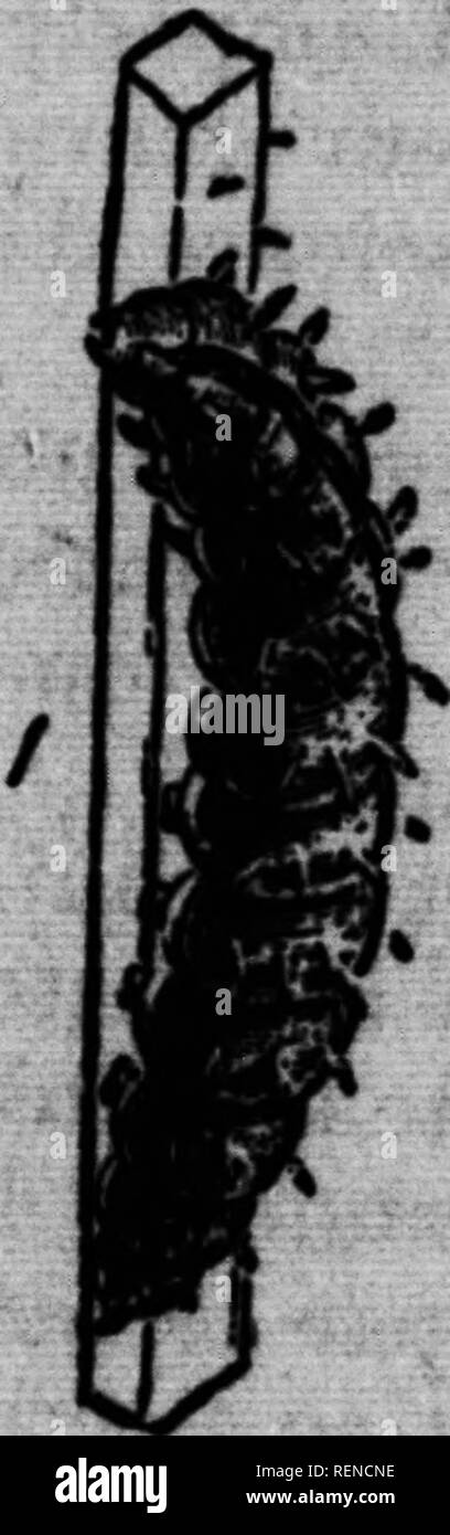 . AbrÃ©gÃ© de zoologie [microforme]. Zoologie; Zoologia. Il 112 ^^SOOLOOH Pi / phw de Wr progÃ©niture, qu'ilÂ" ne voient januMs. oonr Mais, Ã coup 8Ãr, ce qu'il y Â" de pin Ã©tonnant dam* U mento trí¨s^ vorace, et qui rapidement augmente sa tailla posfflt. En cet Ã©tai, finsecte se nomme Uirue et chi*Â" les paniUom, cA^itt, et c'est alors que gÃ©S;mento 1 au bout de quelque temps, unità organizzativa Uchenille blarve i' transforme en une sorte de momie, par- fois enveloppÃ©e d'une coque de soie (que l'su nomme cocon) et dont l'engourdissement est ho^noi ou moins com- plet. Dans cet Ã©TAT European Airlines, l'insecte est appelÃ© nj Foto Stock