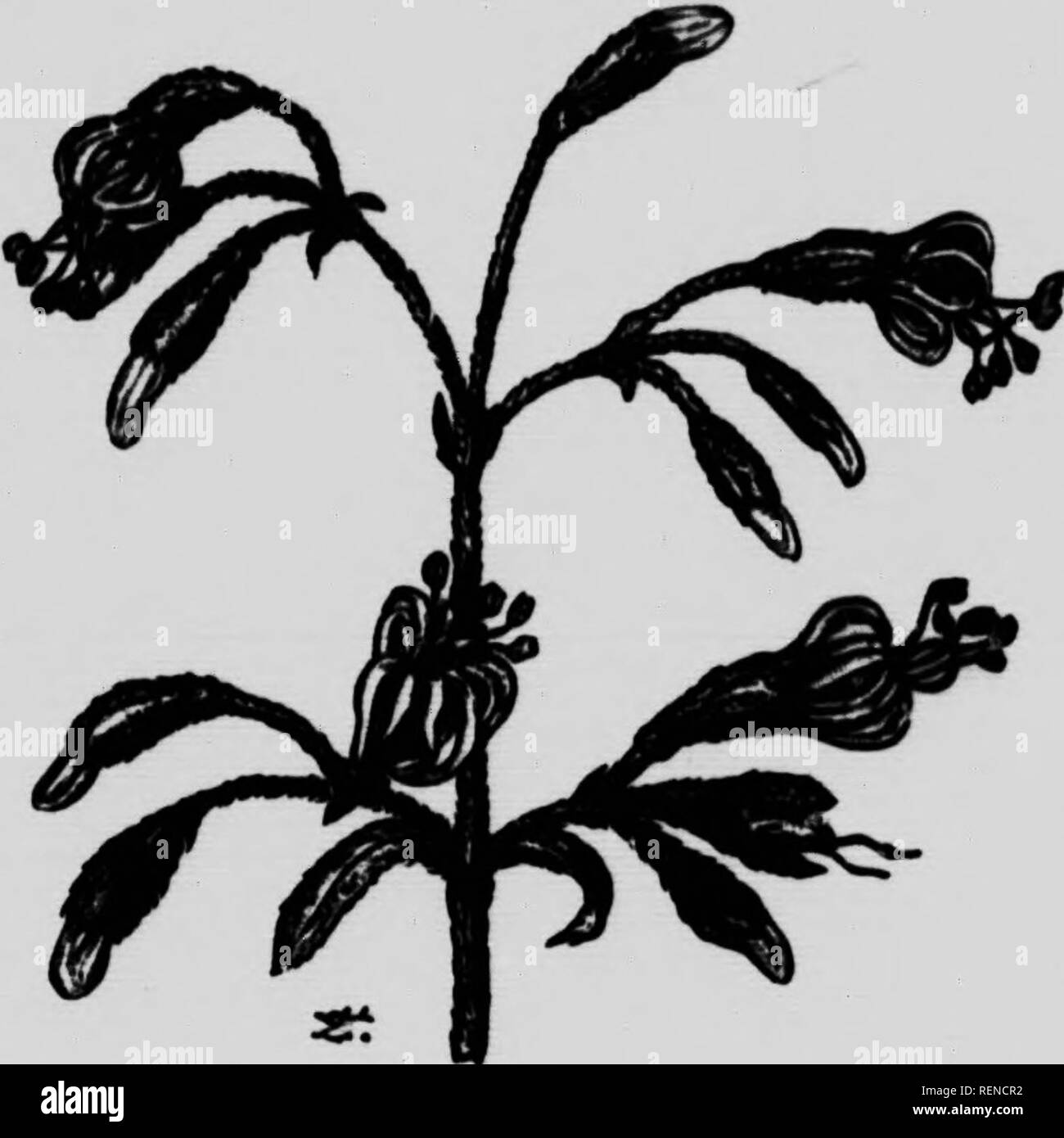 . In natura il workshop [microformati]. Sciences de la vie; Storia Naturale; scienze della vita; Sciences Naturelles. Le piante che andare a dormire 85 fiori seducenti. Ora tutti sanno il cosiddetto "tabacco-impianto" o Nicotiana affinis, così grandemente coltivate di ritardo nei giardini. Questa bella e graziosa fiore si chiude durante il giorno, ma si apre al calar della sera quando il suo bianco puro blossoms diventare intensamente profumato. Se siete a tutti l'abitudine di accorgersi di fiori, troppo, è necessario hanno osservato che la " Tabacco - impianto " è quasi self- luminose del crepuscolo : si illumina con una strana ph Foto Stock