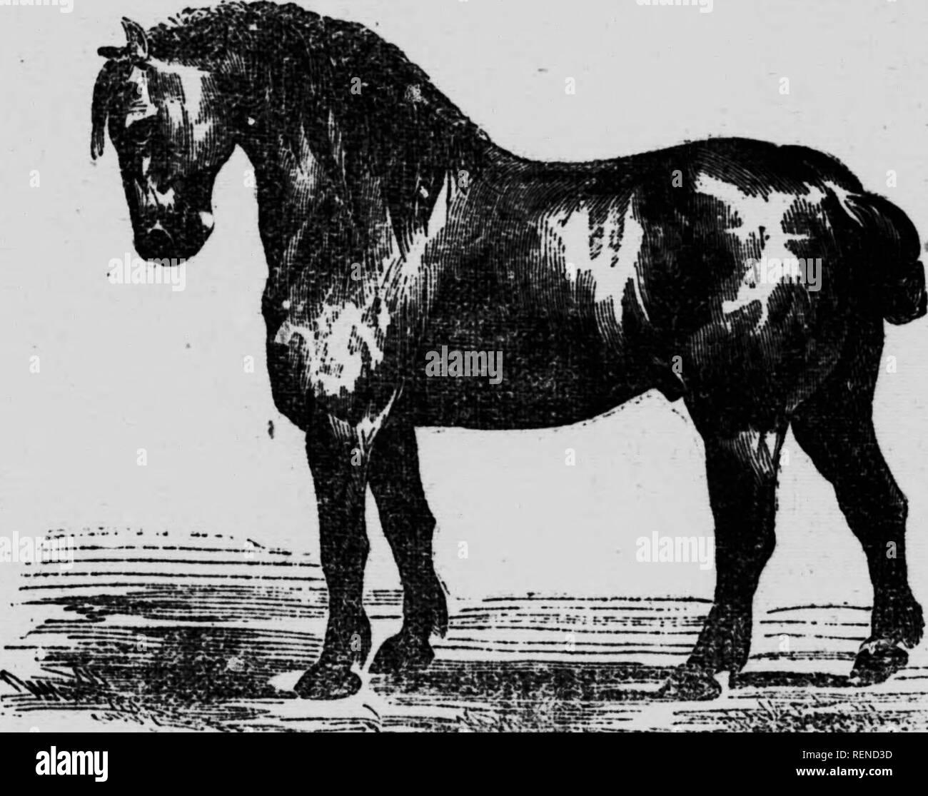 . L'Ã©levage du Cheval en Canada [microforme]. Chevaux; cavalli. "4 â 100 â menz du Nord, du Pas-de-Calais. c:e la som. e, de l'Oise, de la Sema InfÃ©rieure, ecc. Ceux qui f ont Ã©'evÃ©un dans le dÃ©partement de l'Oise et de la Seir.e-Supuieure ont des. ^' '^'^^^^MW^^ Fig. 36. Cheval boulonnais, gara de gros trait. forn:.es moins massiccia s et sont de bons c hevaux d'artillerie- Ir f/" ^^^f Â°PP^Â"^Â""t P&GT;:c^ccce, ce qui permet de les utiliser dÃ¨s l'Ã¢ge de deux ans ; Ã cinq ans, ils n'ont plus rien à gagner, ni en taille, ni en vigore. C'est le tipo jar eccellenza connue parmi di forza Foto Stock