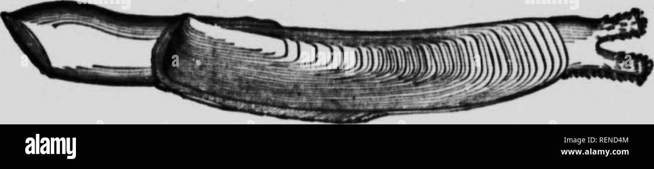 . [Zoölogy microformati] : descrittivo e pratico. Zoologia; Zoologie. Zoologia descrittiva. legno, ben presto muore. Il foro da cui la larva entra nel legno è appena più grande di una testa del perno, ma come l'animale cresce scava un costante allargamento tubo così imprigionare.ng se stesso per la vita. Appena come esso burrows non è certamente noto. Non alimentare su legno, l' ammenda segatura essendo portati fuori attraverso il sifone excurrent. Il suo cibo è costituito da microscopiche di piante e di animali che vengono portati in da. Fig. 76. Rasoio clam shell. correnti, come nella vongola, e solo la sua comunicazione con la oute Foto Stock