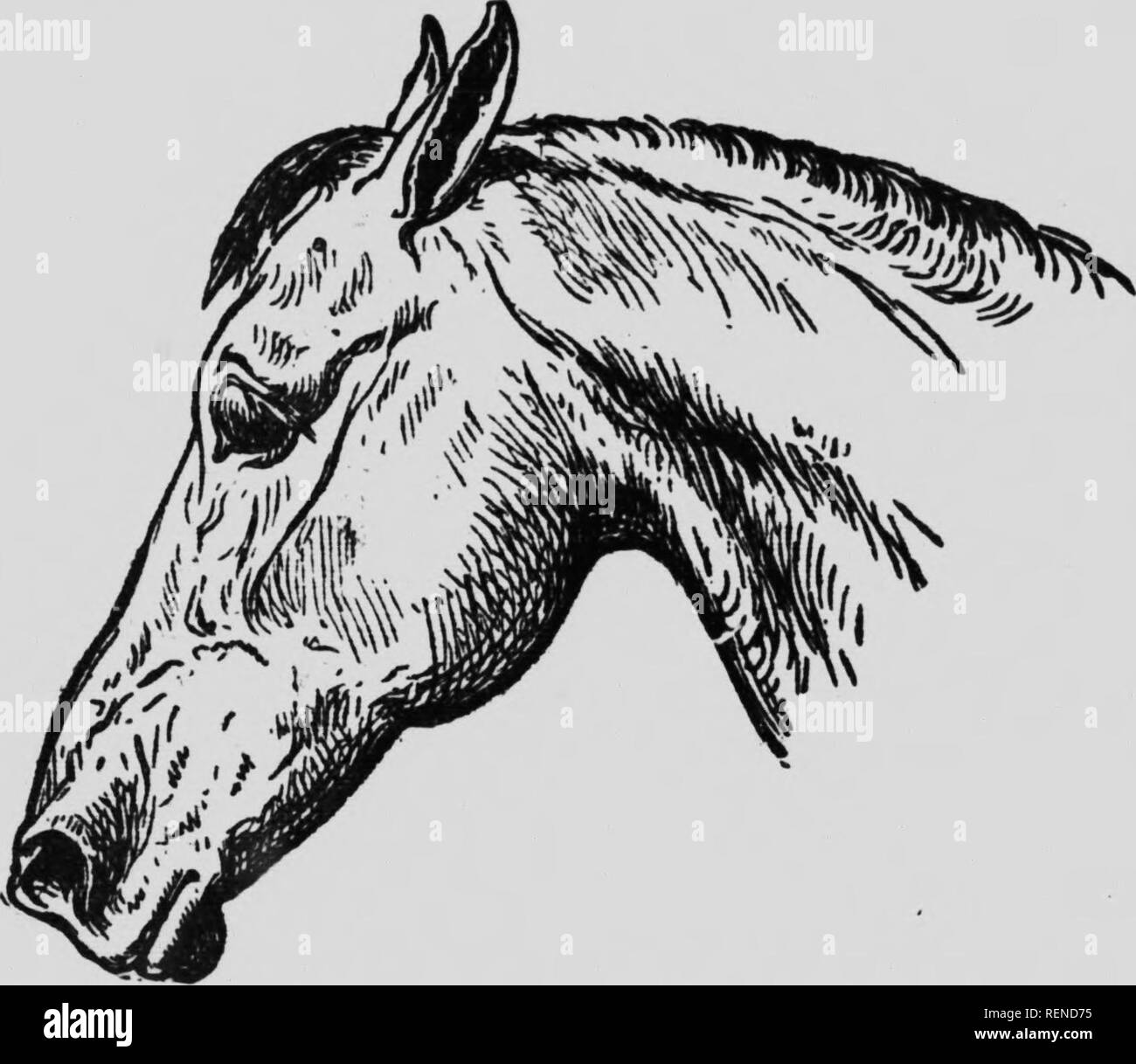 . Cavallo-allevamento in Canada [microformati]. Cavalli; Chevaux. n;i' - 24:- "ben dilatata, narici, ben situato a occhi, orecchie ben oltre, un ampio spazio intermaxillary sono le caratte- tcristics che coincide generalmente con una vasta fore- testa, considerando la ristrettezza della fronte è accompagnato di solito da lunghe orecchie, situato troppo alta. Fig. 8.-Conformazione difettosa di testa, visto di profilo e troppo strettamente insieme, occhi piccoli, narici piccole e strette intermaxillary spazio. La finezza e la nobiltà delle orecchie e occhi- coperchi, ampiezza delle narici, sottigliezza ot le labbra, vivacità dell'occhio, un Foto Stock