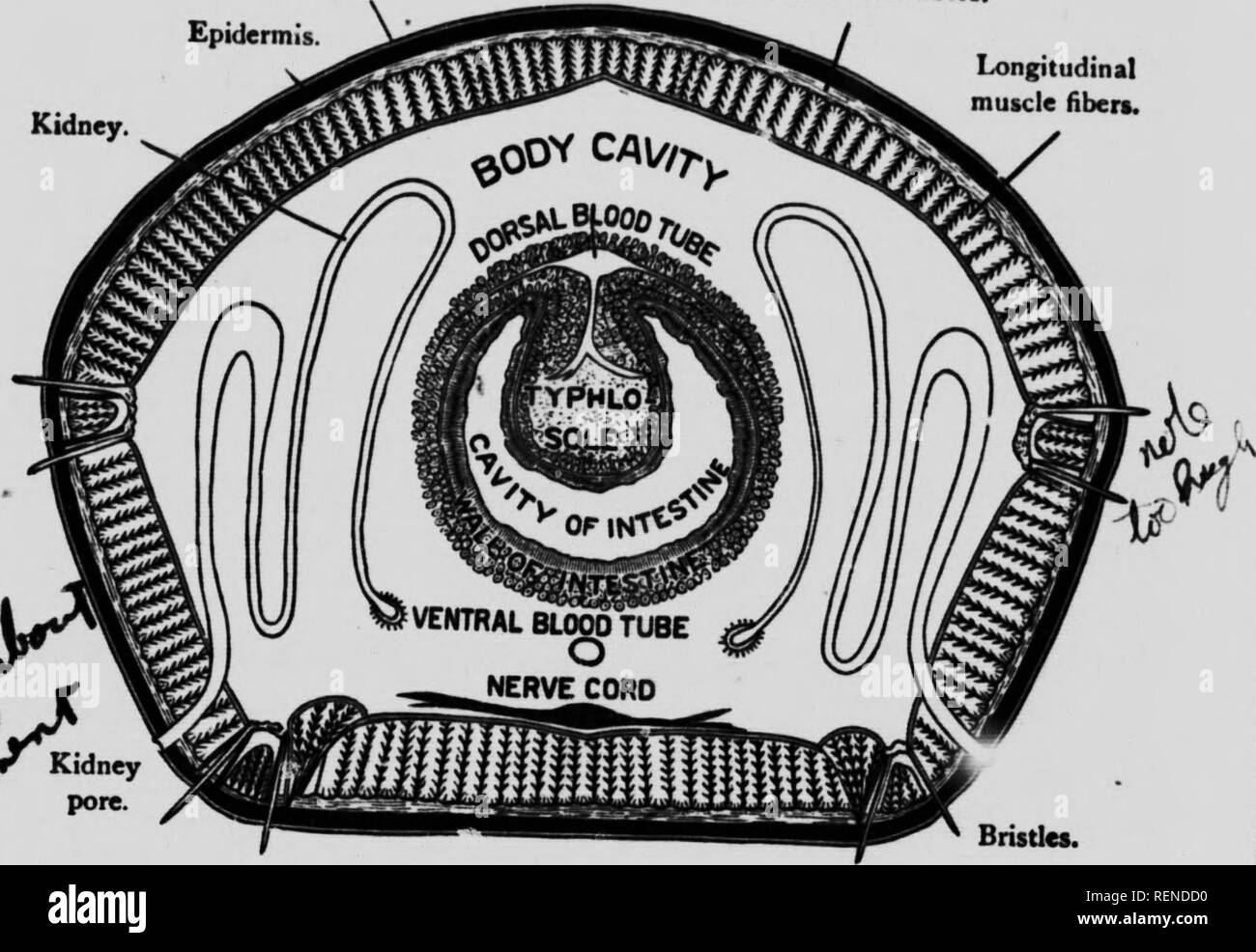 . [Zoölogy microformati] : descrittivo e pratico. Zoologia; Zoologie. 92 Zoologia descrittiva. gress. La maggior parte degli animali si muovono in avanti spingendo indietro su alcuni più o meno supporto solido; il lombrico tira, piuttosto che spinge, stessa lungo. Che cosa il lombrico mangia. - Oltre a mangiare il suolo, il lombrico mangia foglie, sia fresco e decadeva, decadendo cuticola, epidermide. Circolare di fibre muscolari. Longitudinale delle fibre muscolari. V f. Setole. Fig. 6 è una sezione trasversale di lombrico. legno, ecc. Il worm trascinare lascia nei loro fori, dove essi vengono bagnate da una secrezione che li prepara per la digestione. Ea Foto Stock