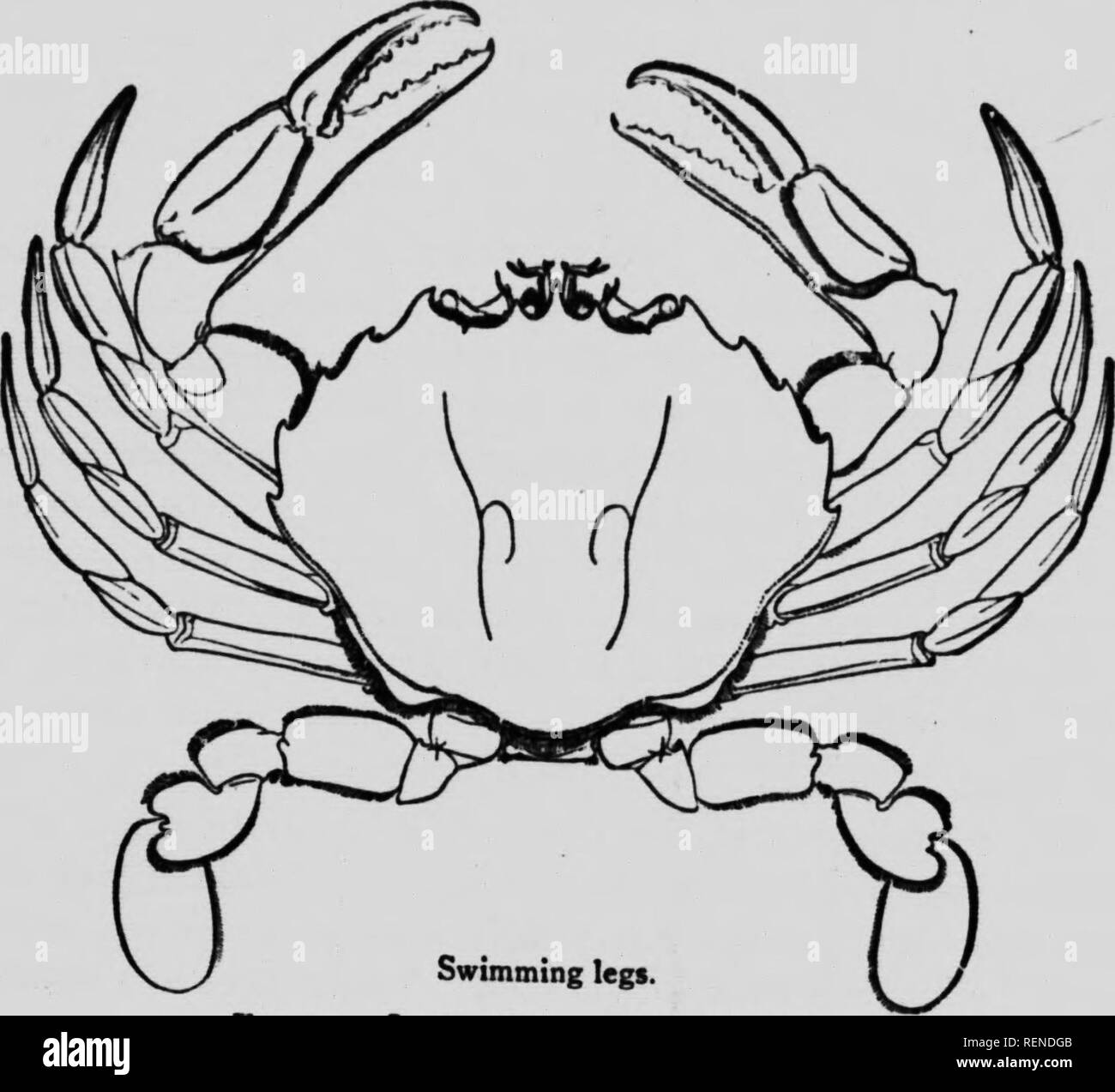 . [Zoölogy microformati] : descrittivo e pratico. Zoologia; Zoologie. Crostacei. 79 iCallinectes hastatiis), spesso chiamato il " granchio di mare." appena dopo molt sono stimati buona, cotto intero, sotto il titolo " i granchi a carapace molle". nuoto granchi, come il granchio blu, hanno l'ultima coppia di gambe toracica sviluppati come pagaie, per mezzo del quale nuotano lateralmente con notevole rapidità. In la. La Fig. si nuoto gambe. Signora Granchio, dimensione naturale. caso di granchi che non nuotare, tlie ultima gambe non sono piane- tened, ma alla fine in un punto come le altre gambe. Il piccolo oys Foto Stock