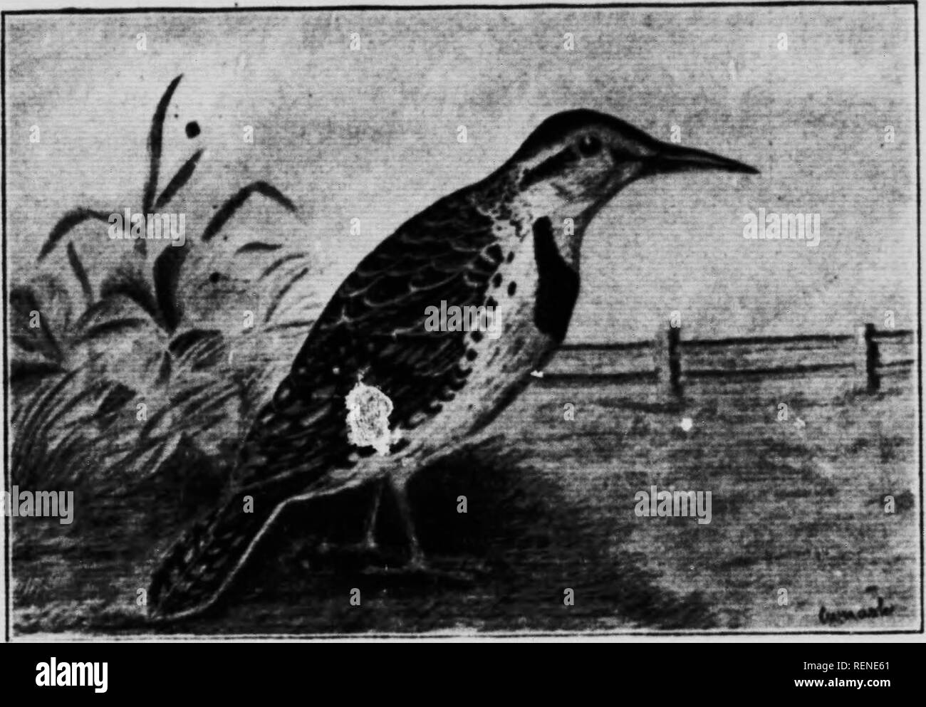 . Elenco di controllo dei vertebrati di Ontario e del catalogo di esemplari nella sezione biologica del Museo Provinciale [microformati] : Uccelli. Musée Royal de l'Ontario; Royal Ontario Museum; Oiseaux; Oiseaux; uccelli; uccelli. f M CONTROLLO ELENCO DI arriva circa il primo di aprile e si diparte inizio in ottobre. Questa è la maggior parte degli uccelli pregiudizievole abbiamo, come ogni uovo deposto da significa che la distruzione di una intera covata di una delle nostre specie benefiche. Genere XANTHOCEPHALUS. (497) Giallo-guidato Blackbird. (Xanthocephalus xanthocephalus.) una molto rara visitatore estivo da praterie occidentali. Genere AGELA Foto Stock