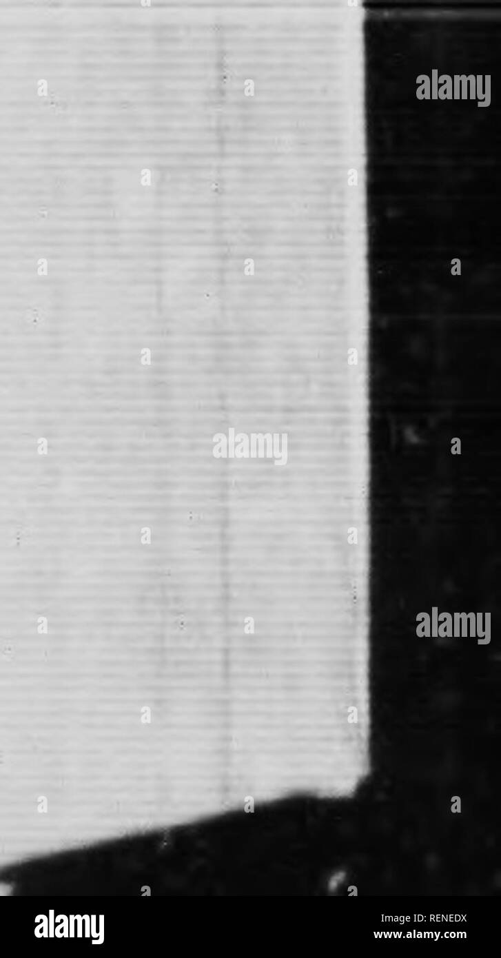 . La caccia vespe [microformati]. Guêpes; vespe. Il grande Cerccris 31 seconda coppia di gambe e infine quelli della terza coppia affrettare a fare altrettanto. Una volta che il movimento setb m, queste diverse appendici di eseguire le loro vibrazioni senza alcun ordine, fino a quando il complesso delle ricadute nell'immobilità, che avviene più o meno rapidamente. A meno che il colpo è stato affrontato molto recentemente, il moto del tarso si estende non più lontano e le gambe iomain ancora. Dieci giorni dopo un attacco non è stato in grado di ottenere il minimo vestigio della suscettibilità mediante il suddetto processo ; e poi ho fatto ricorso a th3 voltaico bat.ery. Questo met Foto Stock