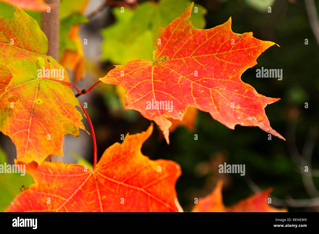 Foglie di foglie di acero mostrano colori autunnali sulla penisola di Gaspé del Quebec, Canada. Il red maple leaf è il Canada il simbolo nazionale. Foto Stock
