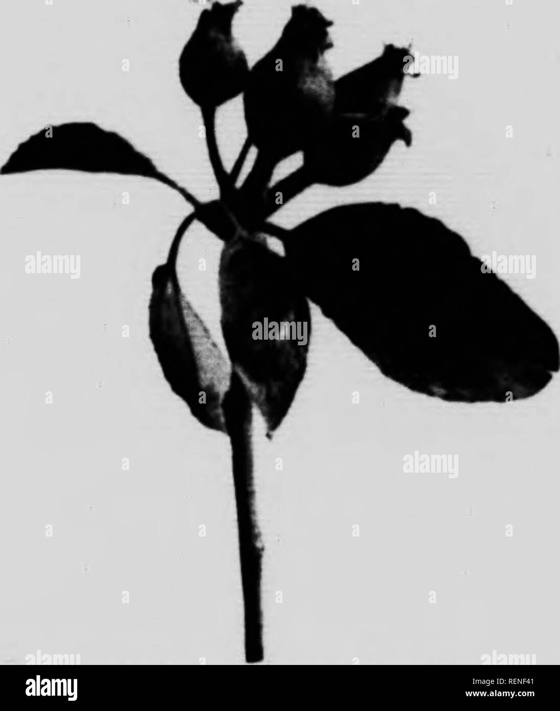 . I risultati di spruzzatura in Nova Scotia [microformati]. Frutti; PulvÃ©risation et poudrage en agricoltura; frutta; spruzzatura e spolvero in agricoltura. Terzo quarto di spruzzo spray verde. Per la batteriosi vascolare Worm differire questo spray per un paio di giorni. Â ial forza di 100 di acqua, aggiunta di arseniato di piombo 5 libbre per 100 galloni. ig un ugello di trascinamento. ith, batteriosi vascolare Worm, Tenda Caterpillar, ecc. Se gli afidi sono presenti, aggiungere Blackleaf 40, 1 pinta a 100 )r batteriosi vascolare Worm applicare leggermente in anticipo; per Green Apple Bug, lasciare fino a poco prima che fiorisce aperto. A 100 (se acqua, aggiunta di arseniato di piombo, 5 libbre per 100 galloni. ;Inp un ugello di trascinamento. ith, Foto Stock