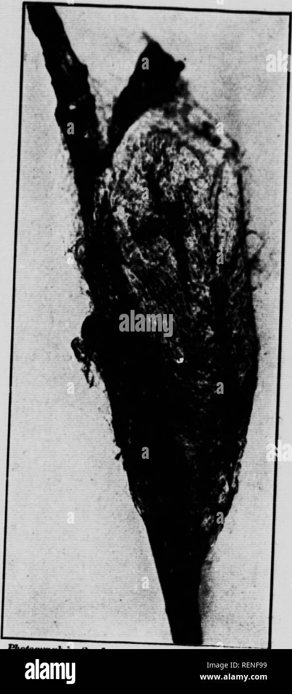 . La farfalla e la tignola prenota [microformati] : personale di studi e di osservazioni di più familiare specie. Farfalle; Papillons; Papillons nocturnes; falene. Un NON IIOMK MADK CON IfANDS noi stessi quali metodi gli insetti impiegare, come hanno spin una camera con pareti imbottite circa una stanza più piccola e anche il modo in cui nascondere la porta-wav. " Bozzoli riuniti in win- ter dovrebbe essere conservato in un luogo fresco rdiom, altrimenti il calore artificiale della casa si risvegliano le tarme prima di Dame Nat- ure ha la foglia pranzi pronti per loro e per i loro figli. Quando una tale sventura si verifica, la falena madre non può ritardare il suo lavoro di p Foto Stock