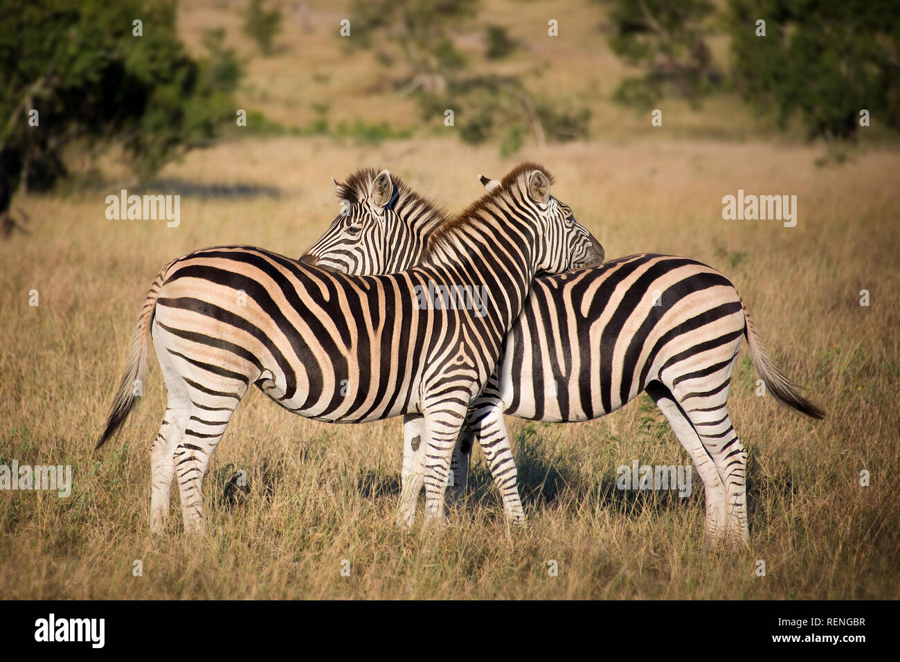 Due zebre, Sud Africa Foto Stock