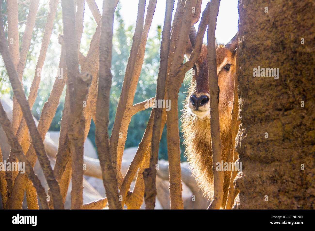 Waterbuck antilope, Kobus ellipsiprymnus, dietro una recinzione di legno in un giardino zoologico della Spagna Foto Stock