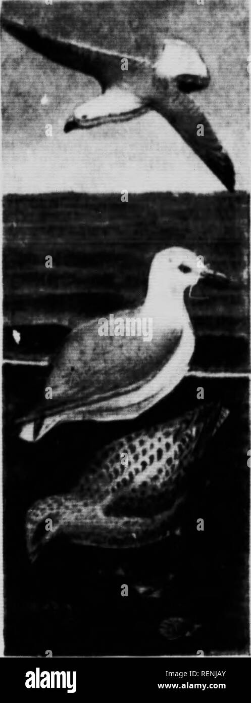 . Il canadese bird prenota [microformati] : illustrante in colori naturali più di sette centinaia di uccelli del Nord America : anche diverse centinaia di fotografie dei loro nidi e uova. Oiseaux; uccelli. TIIK HIHI) H(N&GT;K. Ml-I. Ho'||MI klTTIH tHK. //L""" Irilllll- Ifllii fwlliviinii. l(HiiK)-. I'lHt:*) di itiK Nord I'arltli', winlcrlnK noutti III t'nIlfornU. TliH I'Bcltti' KIttlwuk- hrffdK in ininienHc nM)k iTlt'H su Hoint* di tht&GT; iMlandH In RerinK Heit. Thfy ur wfll dlMtrlliiited ov&GT;&GT;r ("OPP"r Iwland wIkth ilicy ticHi nel giugno urd luglio. cliiioHlnK tlif IMkIi IfdKfM whlrh ovi'rliHnK tlif "va. T Foto Stock