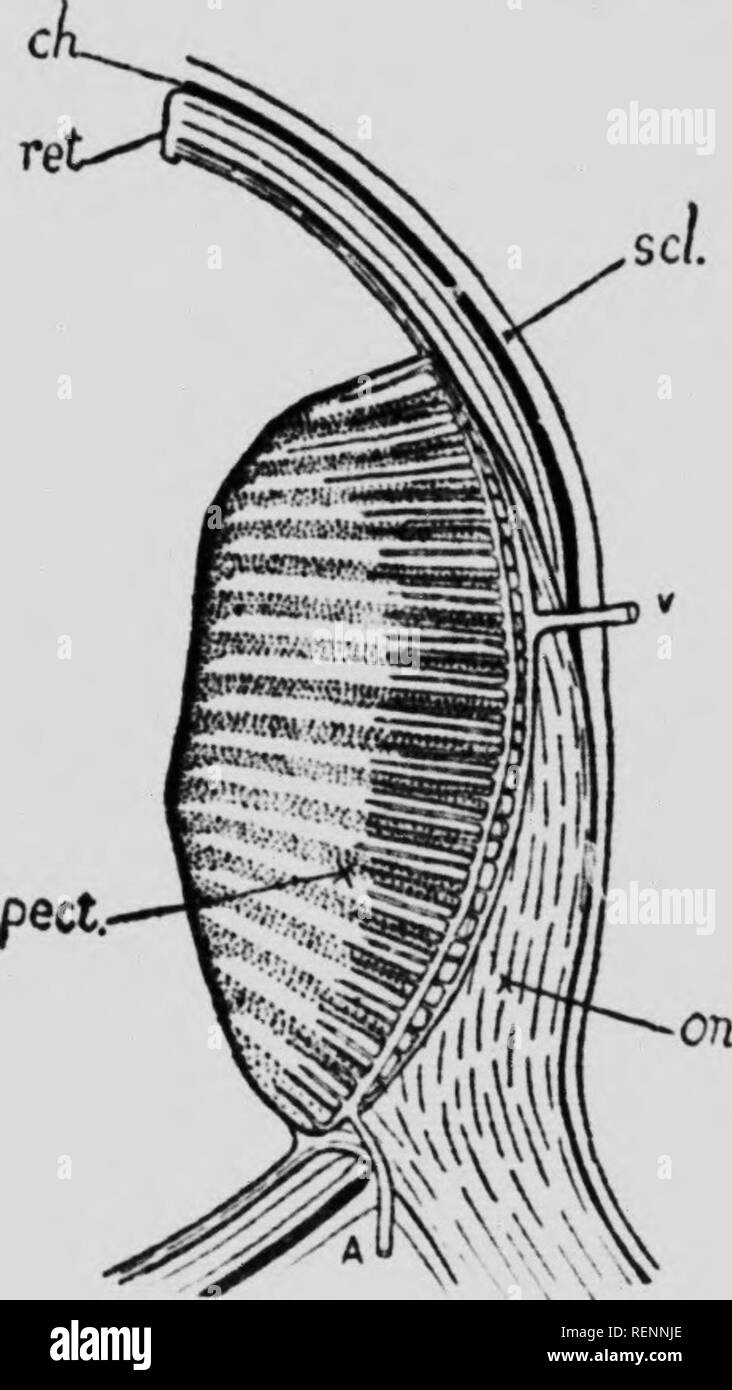. Il fundus oculi degli uccelli, in particolare come si vede dall'oftalmoscopio [microformati] : uno studio nel confronto di anatomia e fisiologia. Ophthalmoscopy; occhio; Ophtalmoscopie; Oiseaux; Oeil; uccelli. 22 IL FUNDUS OCULI degli uccelli nel settore alimentare e la ricerca in tali u moda che ?hey sono enal.le.l per vedere un oggetto molto distintamente iido oggetti vicini (in un ristretto campo di visione) più nettamente rispetto a quanto consentito l&GT;y relativamente insensibile retina dell'roniaininj; fundal aree. Angolo IiifulaiHiiullary. Le relazioni, es- JKcially della posizione fundal, tra il nervo ottico di ingresso, l'aspetto Foto Stock