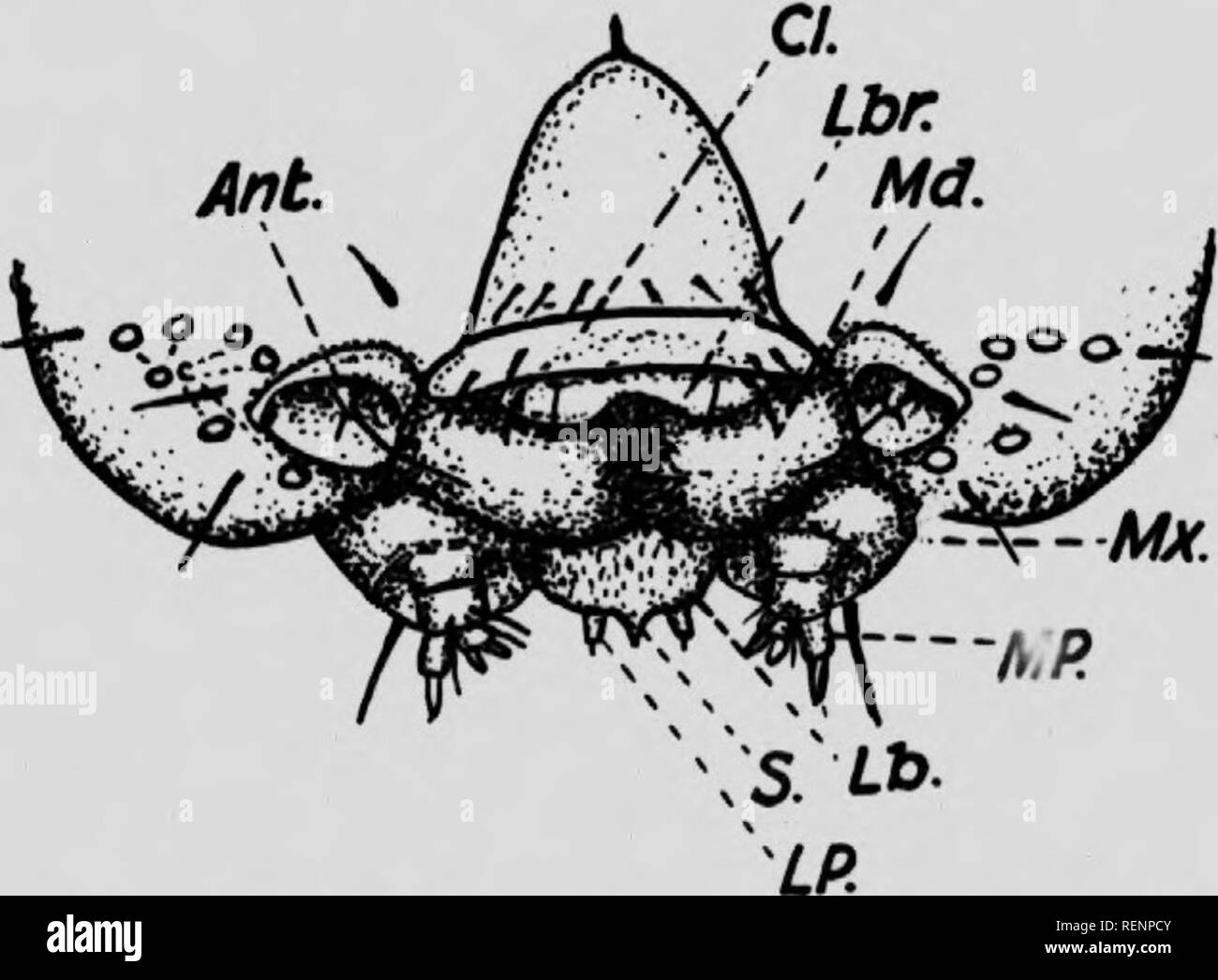 . Libro di classe di entomologia economica [microformati] : con speciale riferimento agli insetti economico del nord degli Stati Uniti e del Canada. Pesti di insetto; Entomologie; entomologica; Insectes nuisibles, Lutte contre les; pesti di insetto; Insectes nuisibles. 184 ENTOMOLOGIA ECONOMICA /l(iW/.-colore generale un profondo blu vellutato nero. Parafanghi anteriori con due grandi circolare di colore giallo pallido macchie e hind ali con due piccole macchie bianche. Ala distesa I,14 pollici. Maggio-luglio. Unico couvée. larva.-uno e due-quinto pollici lungo; bluastro-marrone; testa e cervi- cal scudo arancio brillante con macchie nere. Ciascun segmento cr Foto Stock