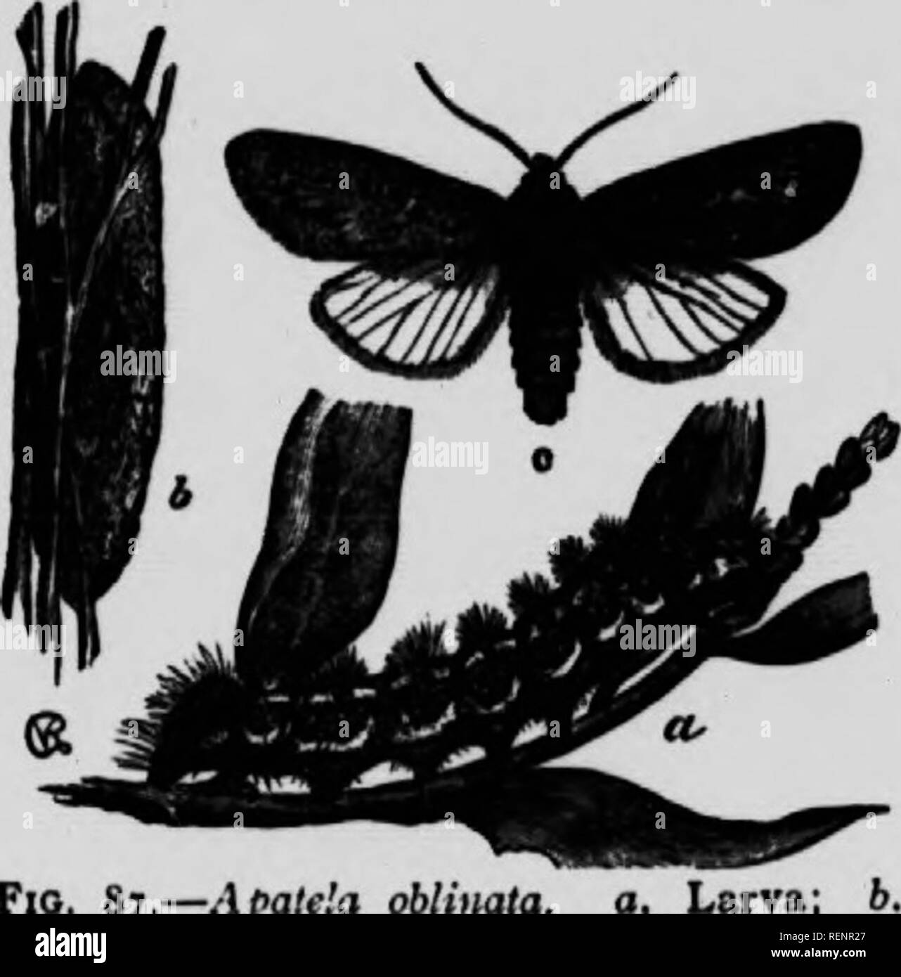 . La falena prenota [microformati] : una famosa guida per una conoscenza delle farfalle del Nord America. Falene; Papillons nocturnes; Papillons nocturnes; falene. caduta dell'anno ii molto abbondanti in placet dove thii phnt cresce. Fa alcuni danni al cotone-piante nel sud, ma da mano- prelevare può essere facilmente mantenuto undei'. Il bozzolo, che è com- posti di seta di colore giallastro è lungo e ovale. Ci sono due covate in Medio membri. La entra in modalità di ibernazione in- sette emerge dalla loro bozzoli in maggio, e depongono le loro uova. I bruchi de- VL'lop e la seconda prole di falene ap- pere sull'ala in lug Foto Stock