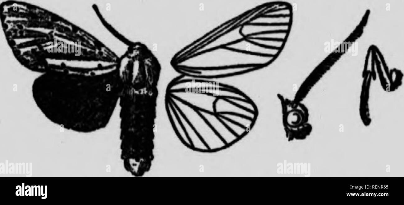 . La falena prenota [microformati] : una famosa guida per una conoscenza delle farfalle del Nord America. Falene; Papillons nocturnes; Papillons nocturnes; falene. Macchie AntUda. B. eongrua hu il ventre bianco sul lato superiore. Il genere è rappresentato in Asia, in Africa e in Tasmania, nonché nelle regioni temperate del Nord America. (I) Estigmene acrsa Drury, piastra, XVI, Fig. ii, ( Fig. I a. 9. (L'Acrxa Moth.) Syn. caprctina Drury; mtittluislriiia Martyn; fseudtm.inca Peck; califonua Packard; packardi Schaupp; klapn Ehraian. Una varietà occidentale con le ali anteriori leggermente ombreggiata con lirown è stata dubb Foto Stock