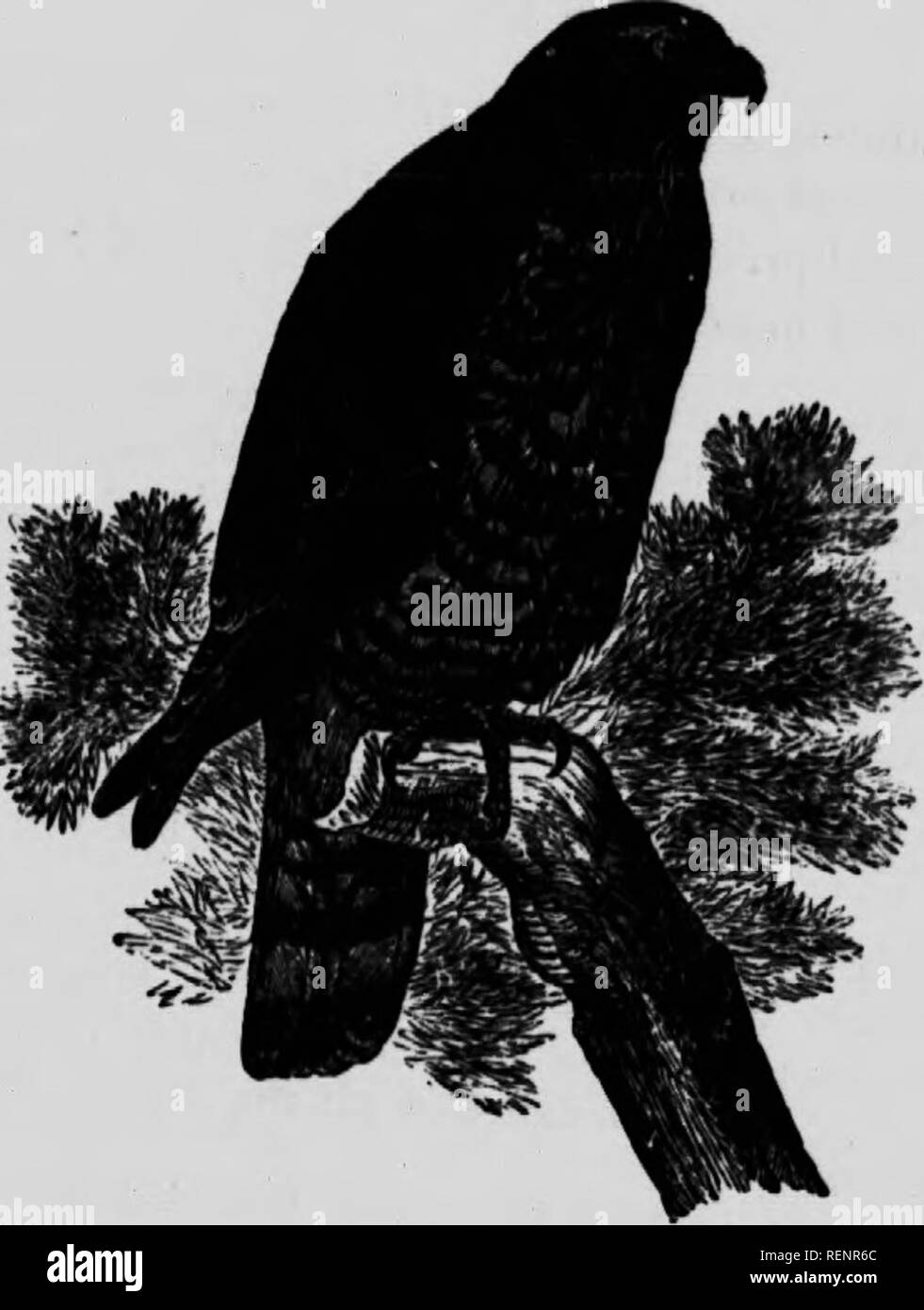 . Un popolare handbook degli uccelli del Canada e degli Stati Uniti [microformati]. Oiseaux; uccelli. Ampia-WINGED HAWK. Bli7-E0 LATISSIMUS. e striate con rufous!^'Leâg,h 3,6 nih^Jv"""". """"^ """"â"'' brovnUh, con severa] dusky bar ^,Z^â "",*' ''"â â '"â ¢ â¢Â"" "Â"'l piume. ' Â°' ""8""" "med con foglie e  ^^^^^.-4, buffish, spotted con reddiah brown di varie sfumature, oltre che della testa e h^ . '' '"'""Â ¢ "' '^'"S- ^^ è stata osservata in saLg w d" tLt drdes^^Â°"'"^ '^'^ &q Foto Stock
