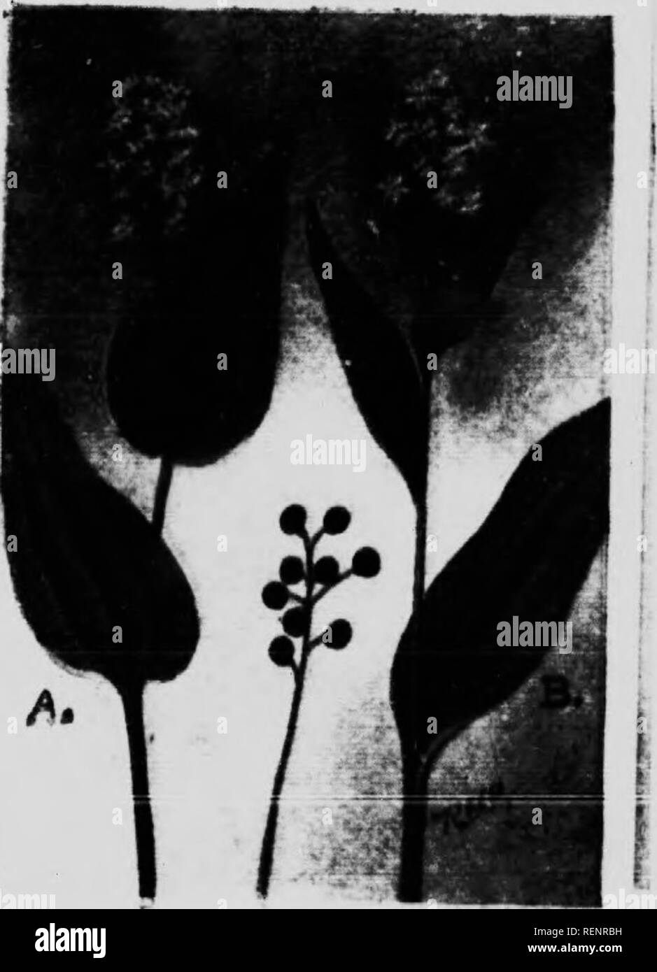 . Guida di fiore [microformati] : fiori selvatici ad est delle Montagne Rocciose. Fiori; Fleurs; Botanique; Botanica. (A) ( AXAPIA ^rAYII.OWKR: I'ai.sK LlLYdK-lll kV I 1 iv lMââi,âli,ânnâ ,a;,âlrâ.,r) è una v,.,y iii.iindant Â";,,mI- Jaml impianto, frnnviii^' in colonics, thonsamls di tl i tempi soi curpi.tinjr pinete witli thi'ir scuro ..iiK'n .rlossv lascia il tw.,, o â ¢ tl.ree. I.roa.l. ovat,.dannM,tardi"."shin'v verde je.iws sono piuttosto a forma di cuore al ha,., seduto sullo stelo o quasi. Il llower cade ha fmir divisioni. .Aft,.r il Ihweriii- stagione lloth di questi plaiit.s liave herrie Foto Stock