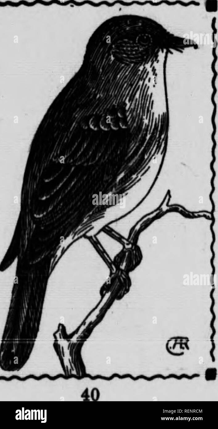 . Guida di uccelli [microformati]. Gli uccelli acquatici; uccelli; Gibier d'eau; Oiseaux. OUVB-BIDBD FLTOATOHBX. 459. Nuttalornu borealit. 7J4 pollici. Theie birdt learcely può essere chiamato qualsiasi comune- dove, ma ainglQ una coppia di esse possono essere trovati osnally, nella loro gamma di allevamento in ogni pezzo auitable di bosco. Ho alwayi li ha trovati morti in pine â waupi, dove la strada sono state coperte con appeso mon, rendendo molto diiBcuIt per individuare i loro piccoli nidi. La loro peculiare, forte, chiaro fischio può essere barba per una lunga distanza e serve come una guida a bordo per la loro ubicazione. Nota.âA forte, chiaro fischio frusta-wheeu, il f Foto Stock