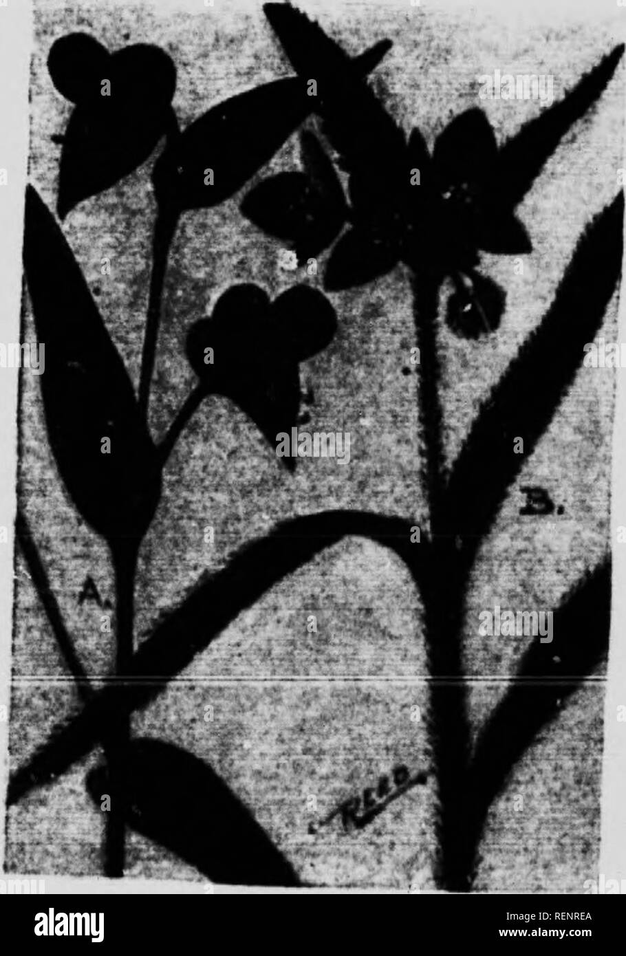 . Guida di fiore [microformati] : fiori selvatici ad est delle Montagne Rocciose. Fiori; Fleurs; Botanique; Botanica. Famiglia SPIDERWORT (Coniniflinacea) (A) DAT-Fr.owEB (Comwelina communis) è uno dei pochissimi della nostra nativa j.lant. Imvinfj puro falciatrici blu iach blossom dura ma un unico sistema dav n.Â"eis. Lo stelo è piuttosto debole, molto articolata e raggiungono altezze di uno a due piedi. Due petalo, sono lar^ ami arrotondati di colore blu, mentre il terzo è t v e s: meno; il tutto tuttavia fa capolino da una clas,"nfr? C r crn messa. Per Mieh. e a sud, blixmiin." in ricchi boschi o doorjards da giugno a settembre ^u:^n:L^.;Â£'- &qu Foto Stock