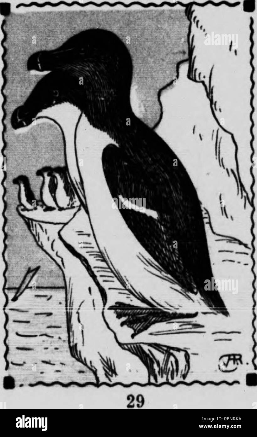 . Guida di uccelli [microformati]. Gli uccelli acquatici; uccelli; Gibier d'eau; Oiseaux. RAZOR-FATTURATI AUK. , 32. Alca torda. 16,5 laches. Di dimensioni simili e forma alla murre, ma con un breve, profondo nero sottile e Bill, attraversato da una linea bianca. In estate con una linea bianca da tht occhio al top ol bin e con un nero brunastro gola; in inverno, senza la riga bianca e con la gola e i lati della testa bianca. Essi nidificano e vivono in grandi colonie di solito in azienda con Murres. Il loro cibo, come quella del murres, i puffini e guUlsmots è di pesci e crostacei, o vermi marini. Essi ottenere. Questi dal rockweed al Foto Stock