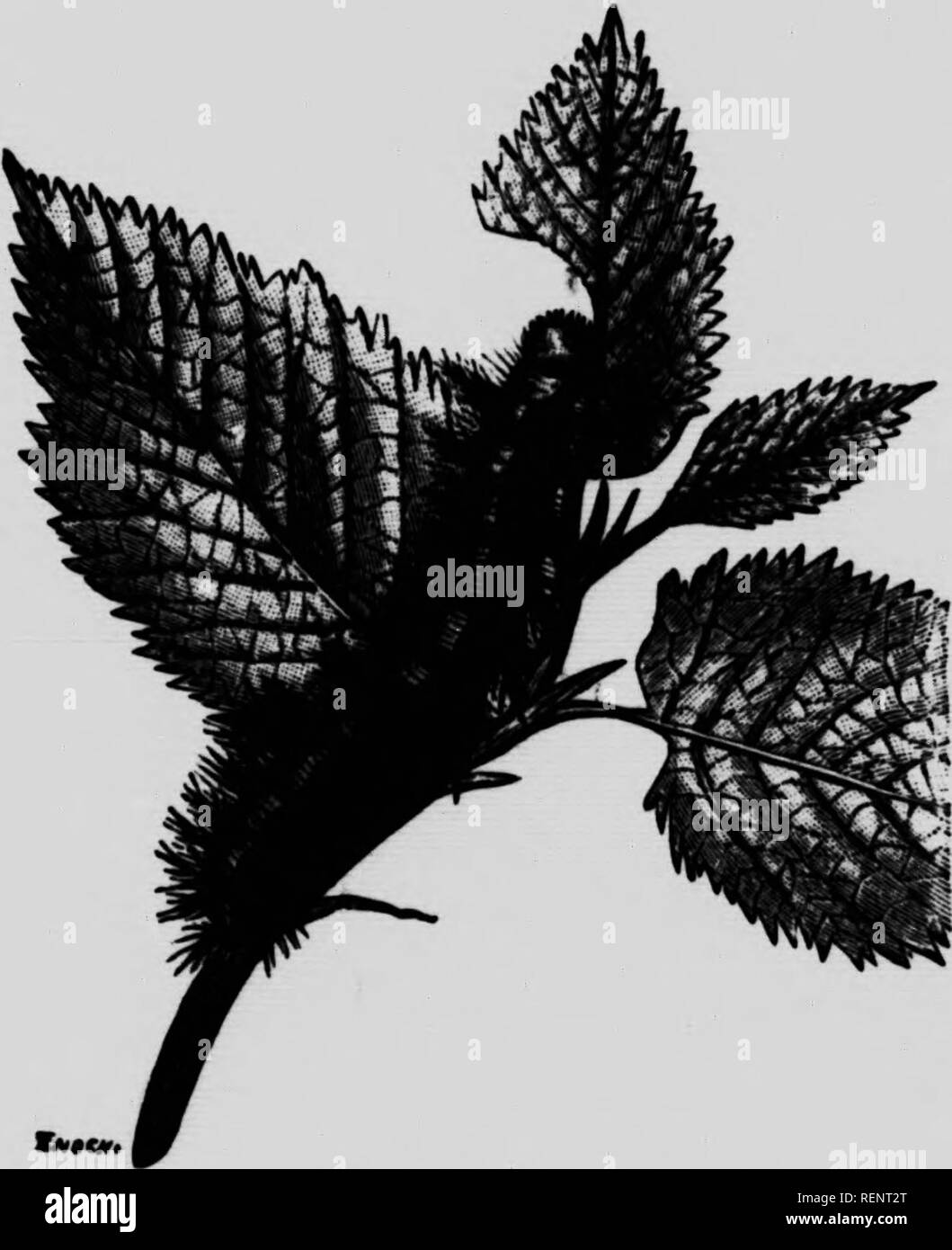 . In natura il workshop [microformati]. Sciences de la vie; Storia Naturale; scienze della vita; Sciences Naturelles. 172 In Natura del Workshop se 1'^ del mondo dove ahnost ogni pianta e un vasto numero di animali sono così coperti con una corona di spine pungenti, o spine, o le setole. Questo è specialmente vero per la regione mediterranea, come ognuno sa chi ha vagato a secco di colline alle spalle di Nizza e Cannes, o botanised il fico d'india di boccole in nord africana di montagne, o cacciati gli insetti tra il secco e spinosa macchia di acacia di Siria ed Egitto. No. 16 in- troduces noi per uno dei molti soddisfare- pilastri w Foto Stock