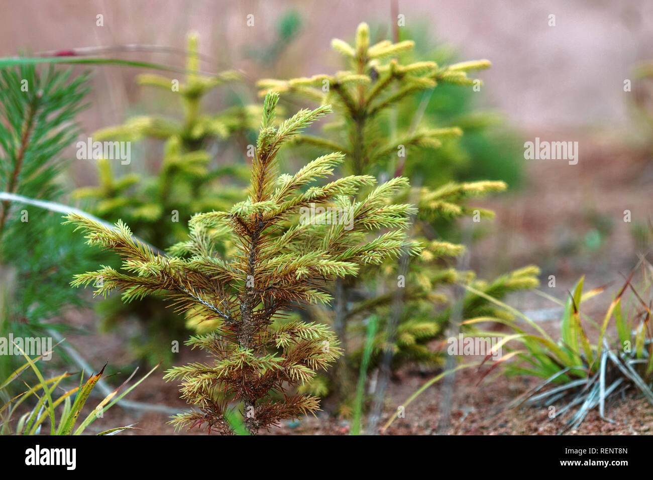 Il rimboschimento. Giovani abeti piantati (la ricrescita) su appezzamento di terreno sabbioso, abete rosso di sottobosco. Piccoli alberi in estate Foto Stock