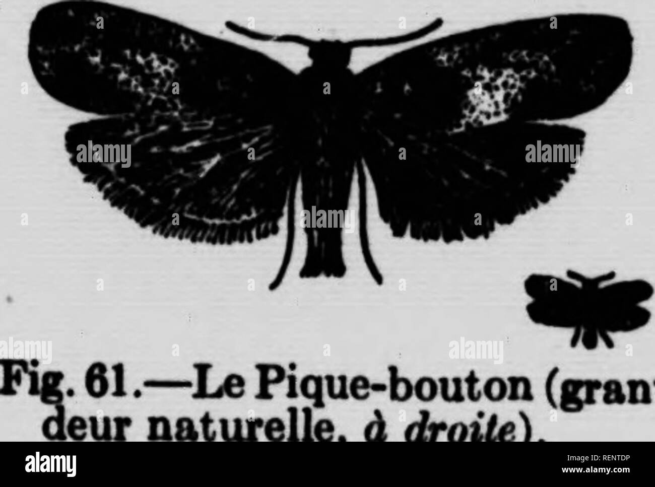 . Les principales espÃ¨Côtes d'insectes nuisibles et de maladies vÃ©gÃ©tales [microforme]. Insectes nuisibles; Plantes; pesti di insetto; malattie delle piante. Â 56 â P?, champignon n'affeote que leB parti ligneuses des arbres, et gÃ©nÃ©rale- ment il n'existe que sur onu Cà'tÃ© des rameaux. Si l'on y nwt le soin vouhi, U est fadle d'empÃªcher le nodulo noir de laire beaucoup de dommages dans les vergers. Ho Â" Pi' * * Ã®?^' Â°^ wconunande des pulvÃ©risations de bouillie bordel&amp;ise'Ã la fin de 1 hiver, ensmte quand les bourgeons se gonflent, et plus tard deux dÃ¯ ^L â ¢ ?nÂ°"' ** "^^*"' Â°^ Foto Stock