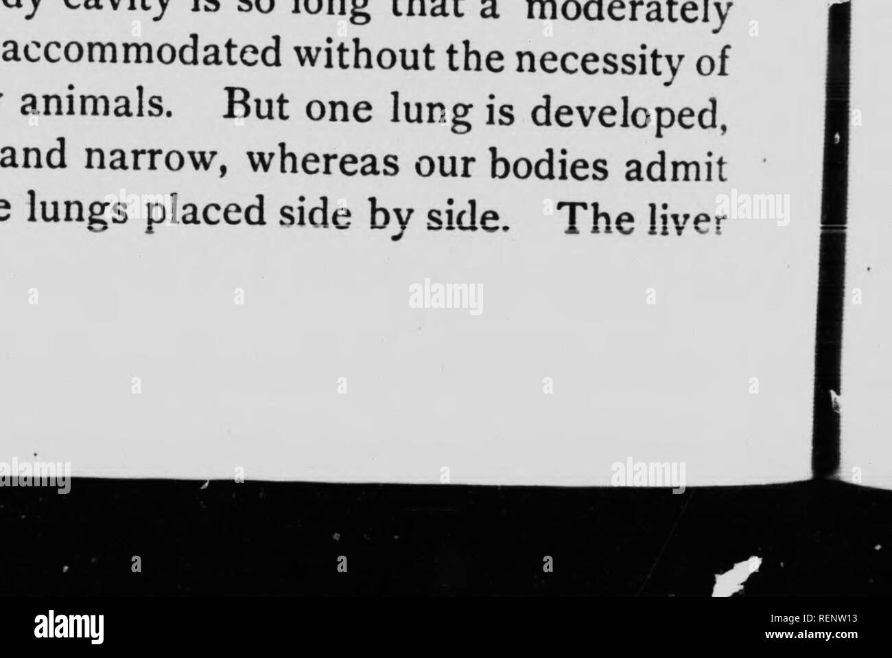 . [Zoölogy microformati] : descrittivo e pratico. Zoologia; Zoologie. Riga e continua indietro, come aria trasparente sac, attraverso la maggior parte della lunghezza della cavità del corpo. Il polmone sinistro è rudimentale, talvolta è così piccola che è difficile da vedere. Il windpipe è lunga, inizio molto vicino alla parte anteriore del pavimento della bocca. Questo è considerato come un adattamento al modo di mangiare, in modo che il serpente non può essere suffo- cato durante il lungo e noioso processo di deglutizione. Il sistema circolatorio. -Il battito cardiaco è lenta e la circolazione non è molto attivo. Il cuore continua a battere a lungo dopo Foto Stock