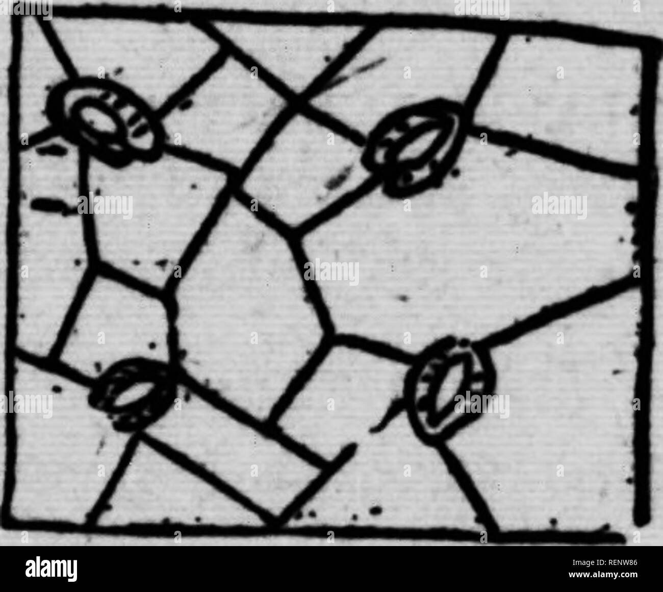 . AbrÃ©gÃ© de botanique [microforme]. Botanique; Botanica. FEUILL^ 21. T^' ,J^ 8^Â"Â"^Â"*. &Lt;Â Â"ont Les feuilles des plantes dicotylÃ"- Donà"es (EÂ"ble, par esempio) qui offrent cette propaggine Ã 1 infini des nervures; chez les monocotylÃ©dones, les nervures wnt presque parallÃ¨les dans l'Ã©tendue de la"feuille (BlÃ© dinde). Les nervures diminuent de grosseur Ã mesure qu'el- IM se ramifient.âCe qui donne la couleur verte aux feuilles et en gÃ©nÃ©ral parti aux herbacÃ©es des plantes, c'est une matiÃ¨re granuleuse nommÃ©e chlorophylle, contenue dans les cellules. L'Ã©piderme eÂ"t ordinair Foto Stock
