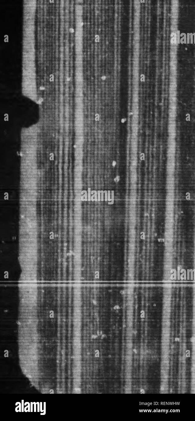 . Cavallo-allevamento in Canada [microformati]. Cavalli; Chevaux. - 84 -. Animali che abbiamo tratto un po' un punto, aa ci ai razze pure noti al di fuori di quelli del mangiare gelosamente custodito dagli arabi, turchi e persiani, rispetto alla razza registrati nel prigioniero " h (se è affidabile e questo è dubbia) come cending, senza qualsiasi miscela, da Arabian hons e Barb mares, che sono stati importati in Inghilterra circa due secoli fa- tutti gli altri br sono ma una massa confusa o piuttosto, miscela di H&LT; da tutte le parti del mondo. Esiste un principio di base w controlla tutte le classificazioni delle razze ; Foto Stock