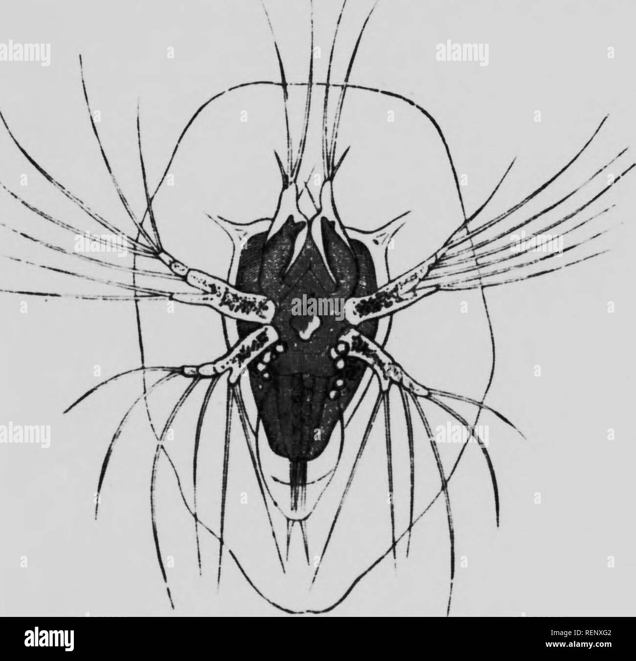 . Lo studio della vita animale [microformati]. Zoologia; Zoologie. Il CHAP. XV Backhoneless animali 239 i membri delle ultime quattro classi di respirare normalmente per mezzo di tubi per l'aria o trachee, che penetrano in ogni parte del corpo, o nel caso di ragni e scorpioni, da " polmone-libri", che sembra concentrato e plnited trachere. Il re-granchi (Limulus), che molto spesso è classificato lungo witli aracnidi è acquatica, e respira dalla peculiare "gill-libri." ' (a) Omstacea.-ad eccezione del legno-pidocchi, che vivono sotto la corteccia .ind pietre, la terra-CMl)s che visitare il mare solo al Foto Stock