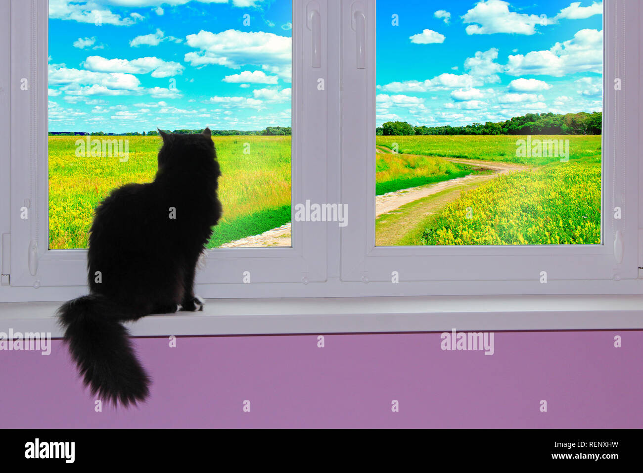 Gatto nero guardando alla finestra con vista della strada di campagna. Rurali paesaggio estivo. Gatto seduto sul davanzale e guardare il paesaggio estivo. Gatto cerca in Foto Stock