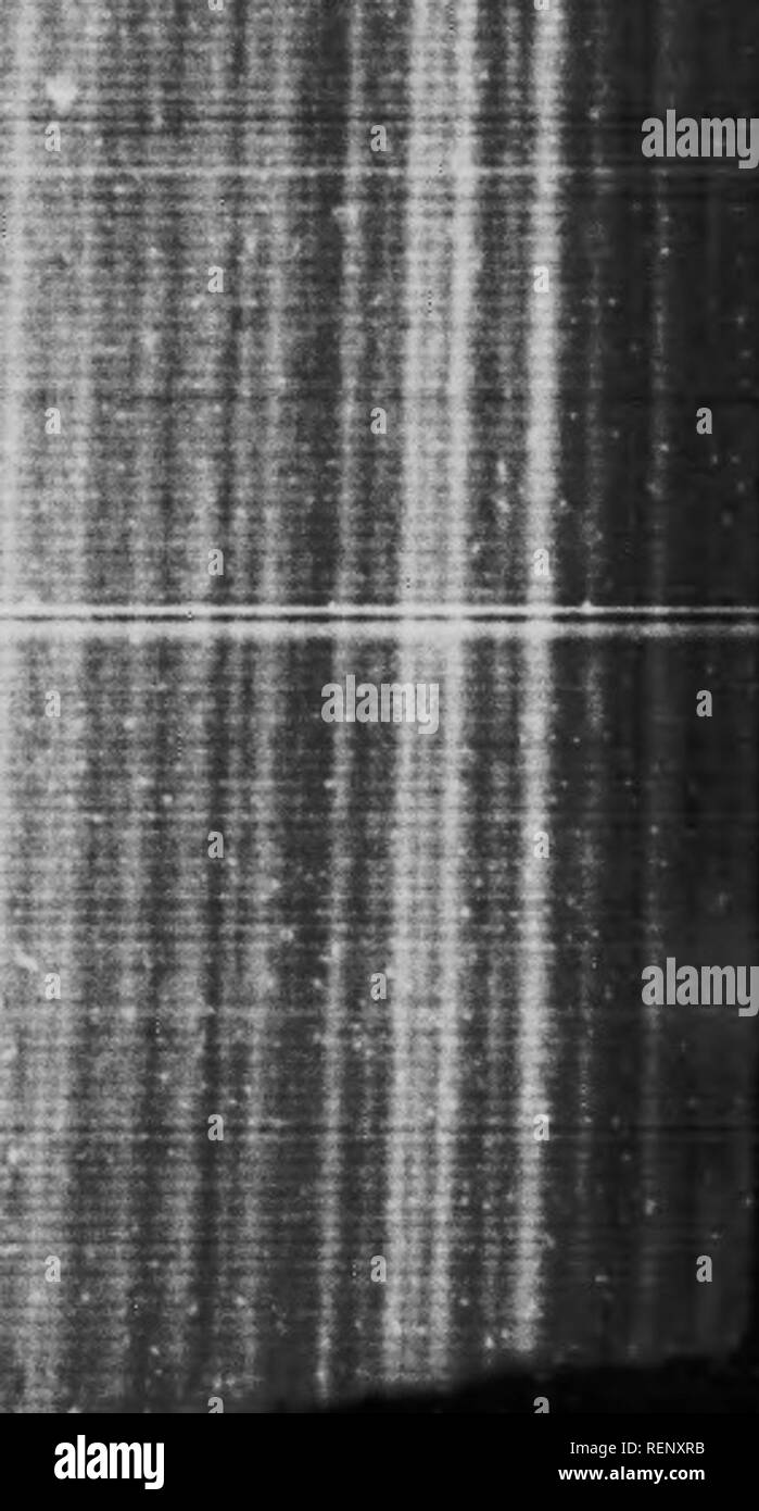 . Lo studio della vita animale [microformati]. Zoologia; Zoologie. !• 10. j..-Vuui.g duck* calcliiDg mollis. (IVom San JoJu.s lyudS^U.) cessivc generazioni tramite l'intelligenza degli individui di una sivecies, senza alcun carattere acqiiirccl essendo ereditato quindi^"'''''' ^ """""""""""" evoluzione di istinto sono (0 selezione naturale, che miKht sviluppare capacità innata; questo è sicuramente insufficiente per il devciopnient della forma e quindi.,-, probabilmente anche della mente.. ^Sfe:&GT;^*^sw lamesms^^^.. Si prega di notare che queste immagini vengono estratte dalla pagina sottoposta a scansione immagini che ma Foto Stock