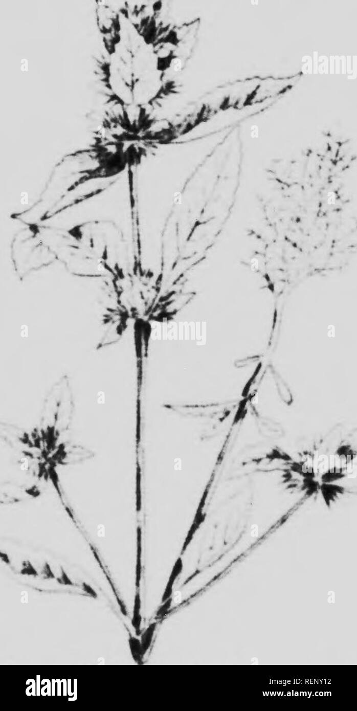 . Erbacce e semi di erbaccia illustrato e descritto [microformati]. Le erbe infestanti; Mauvaises herbes; Mauvaises herbes; erbacce. 52 le erbacce e semi di erbaccia. American Dragonhead {Dracocephalum paniflorum Nutt.) è un nativo annuale o biennale abbastanza ampiamente distribuiti nelle province della prateria. I semi sono molto simili a quelli di Hedge ortica, ma più lungo (J pollici) e M più stretti, essendo due volte come lungo come ampia, più angolare e alcuni- cosa alati e stropicciata lungo gli angoli in prossimità del vertice. La cicatrice basale è grande e curvo con una fessura nel mezzo, conferendogli l'aspetto di una bocca; colori marrone scuro; la parte esterna &lt;"su Foto Stock