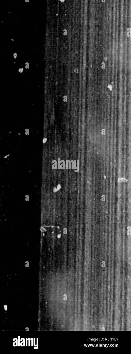 . [Relazione dei commissari] [microformati] : appendici C A S inclusive contenenti prove assunte dai commissari, relazioni speciali, ecc. in vol III, IV e V. Agricoltura; cavalli; meteorologia; Agricoltura; Chevaux; Météorologie. iii 24, MUSKOKA E PARRY SOUND DISTRICT.. tali colture ricevono una grande c&GT;al dell'attenzione. Ho inoltre è riuscita a raccogliere le uve della varietà di Clinton e il mio le fragole sono neknowledged, da tliose che coltivano che frutta al di fuori, per essere un prodotto di successo, iioth in punto di qualitv e sapore. Ho un vitigno che è stato piantato abbastanza piccole, alcuni sì Foto Stock