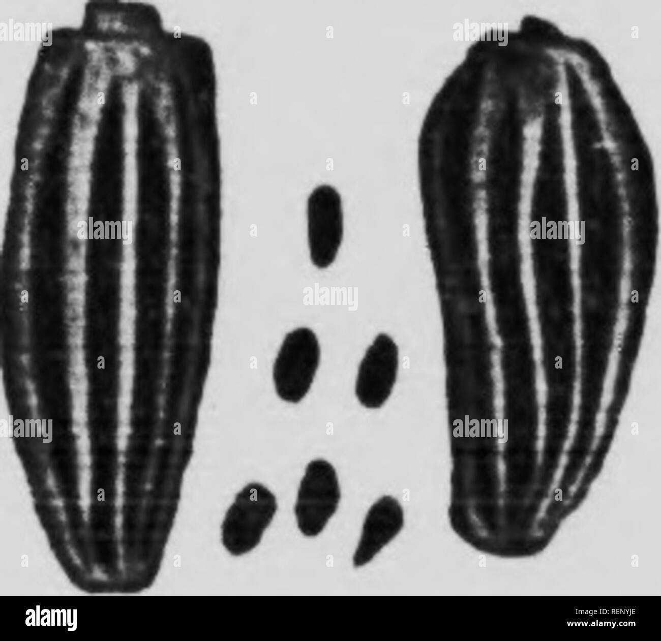 . Erbacce e semi di erbaccia illustrato e descritto [microformati]. Le erbe infestanti; Mauvaises herbes; Mauvaises herbes; erbacce. L Ambrosia comune (Amhrusia artemisiifulia L.) è il più ampiamente distrib- contribuito membro di questo (iroup, ix'ing abbondante soprattutto nel sud-ovest di Ontario. È un nativo annuale, un grossolano, io)ranehinji pianta con stelo peloso.s 2 a 4 piedi hisrh. Foglie sottile, liscia al di sopra, grigio-bianco al di sotto dal breve, roverella, peli molto tagliata, pinnatifid, diviso per due volte. I fiori sono molto simili a quelli della grande Ambrosia ma sono più piccoli. Il seme è da ,V per mi di pollice lunga e noiosa stniw luce per dar Foto Stock