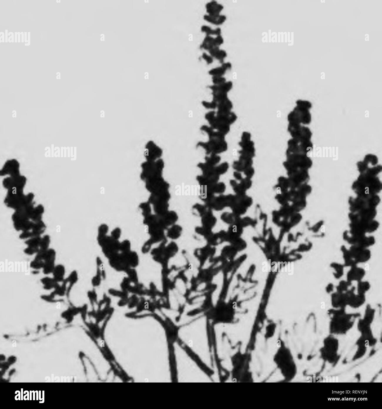 . Erbacce e semi di erbaccia illustrato e descritto [microformati]. Le erbe infestanti; Mauvaises herbes; Mauvaises herbes; erbacce. Erbacce e semi di erbaccia. 27 V.. L Ambrosia comune (Amhrusia artemisiifulia L.) è il più ampiamente distrib- contribuito membro di questo (iroup, ix'ing abbondante soprattutto nel sud-ovest di Ontario. È un nativo annuale, un grossolano, io)ranehinji pianta con stelo peloso.s 2 a 4 piedi hisrh. Foglie sottile, liscia al di sopra, grigio-bianco al di sotto dal breve, roverella, peli molto tagliata, pinnatifid, diviso per due volte. I fiori sono molto simili a quelli della grande Ambrosia ma sono più piccoli. Il seme è da ,V per mi di pollice Foto Stock