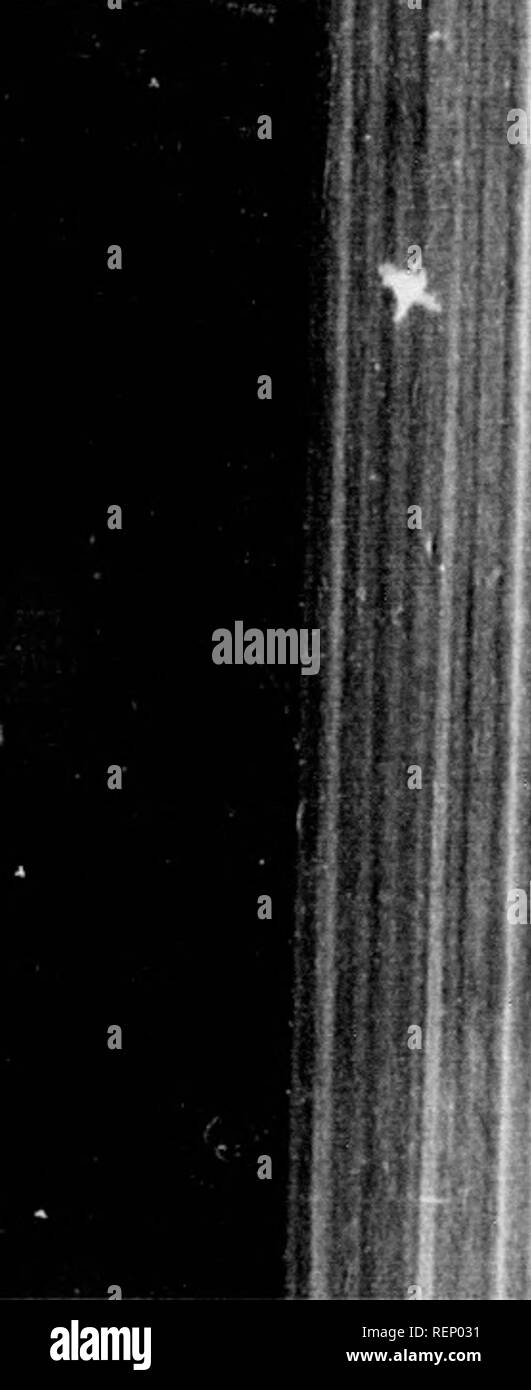 . [Relazione dei commissari] [microformati] : appendici C A F compreso, contenenti prove assunte dai commissari, relazioni speciali, ecc. in volumi III, IV e V. Agricoltura; Storia Naturale; Agricoltura; Sciences Naturelles. 168 della frutticoltura e della silvicoltura. Ill m < Pkeferenoe alla Norvegia Spuuoe da soli. Tkees decidui come un rifugio Tempouauv. pioppi molto di dose per il f.mce Hrfor ho p "rooso'oJt"^ '' fT "^ ""^P "" """ Lombardo? Un'funod una dimensione appropriata e per sholto untif hat tempo XT "^7" '^'^' * *" '^'^'^'^ ^Â"^J ta. grano u. l'inverno (siamo Foto Stock