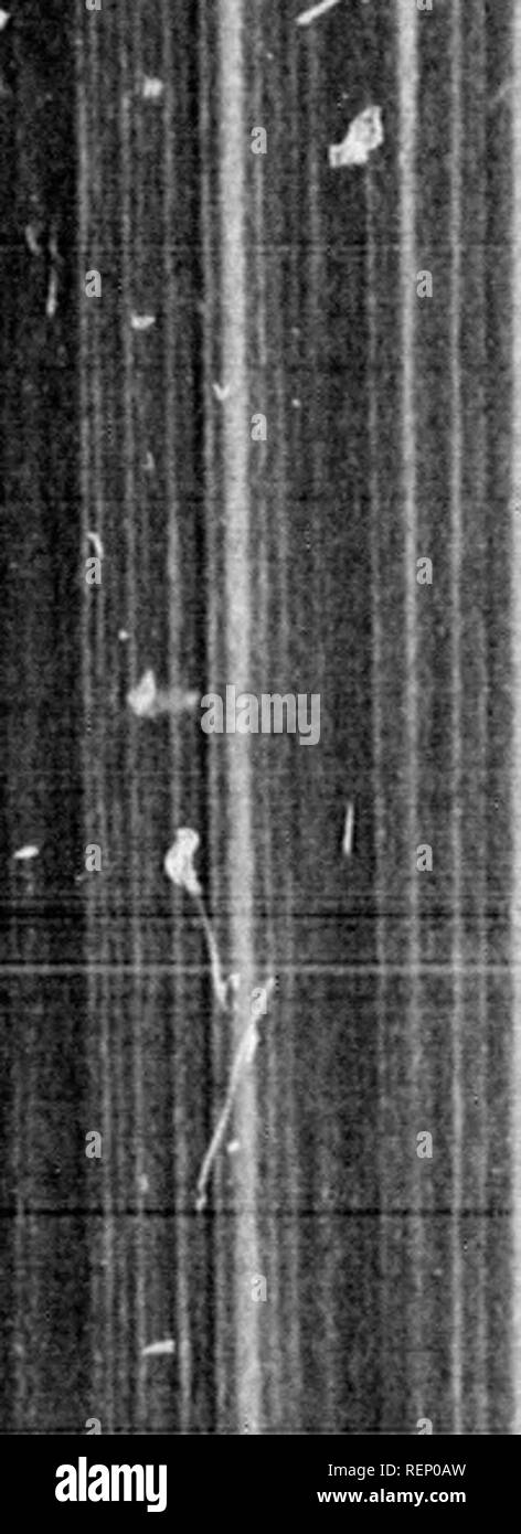 . Trota addomesticati [microformati] : come razza e crescere. Cultura di pesce; trote; piscicoltura; Truite. 102 addomesticati trota. m. Ulteriori indicazioni per impregnare le uova. I seguenti suggerimenti aggiuntivi possono essere di ser- vizio per il principiante nell apprendimento per impregnare uova di trota* 1. Utilizzare le uova che fluiscono facilmente e non altri. È vero che non ci saranno alcuni spawners che da un ex- ceptional costruzione di organi, non darà loro spawn prontamente quando mature ; ma in diciannove casi su venti, quando le uova provengono hard sono immaturi e la regola migliore per osservare, almeno in Foto Stock