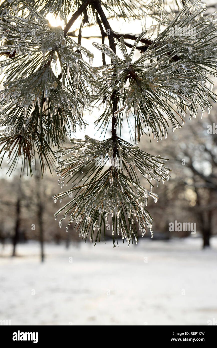 Icy alberi coperti. Mangiare Rock Park. New Haven, Connecticut Foto Stock