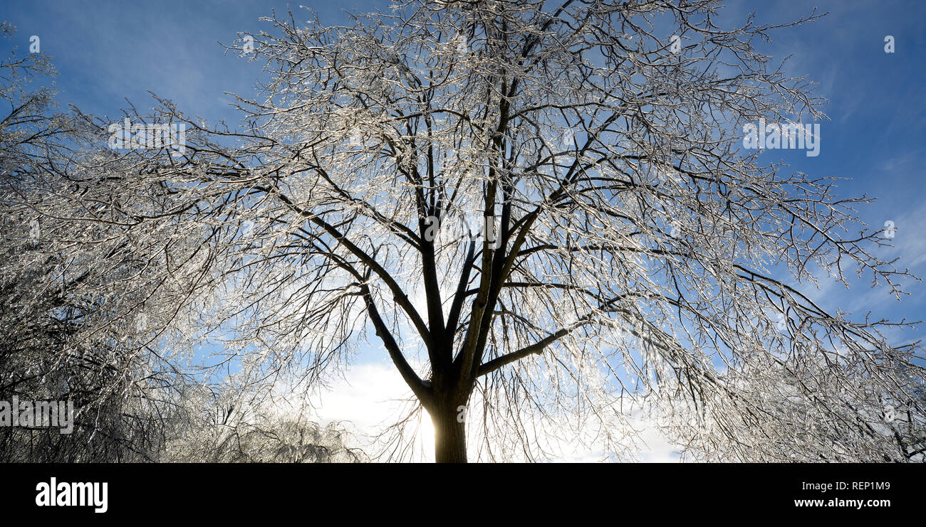 Icy alberi coperti. Mangiare Rock Park. New Haven, Connecticut Foto Stock