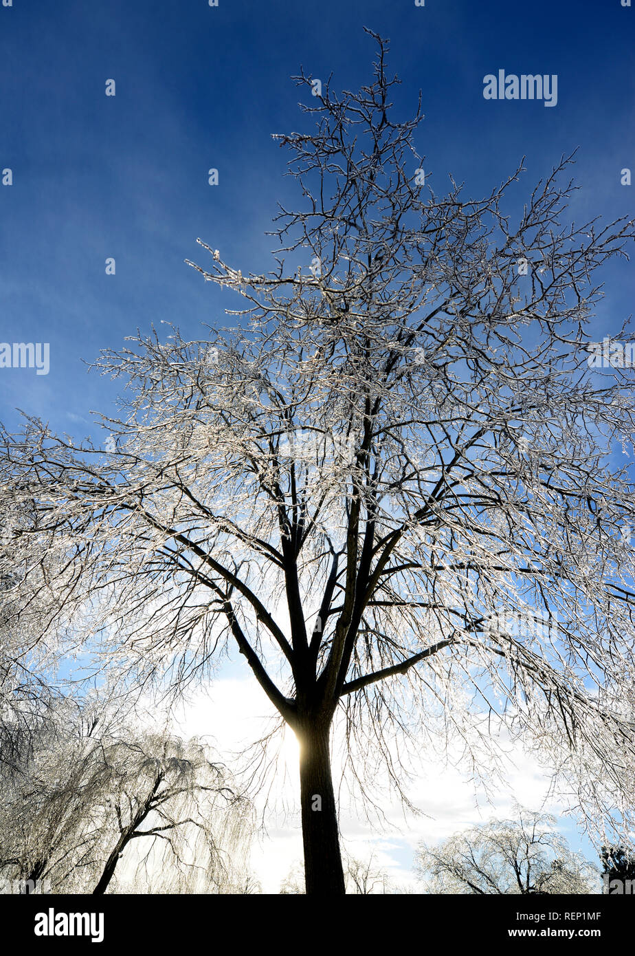 Icy alberi coperti. Mangiare Rock Park. New Haven, Connecticut Foto Stock