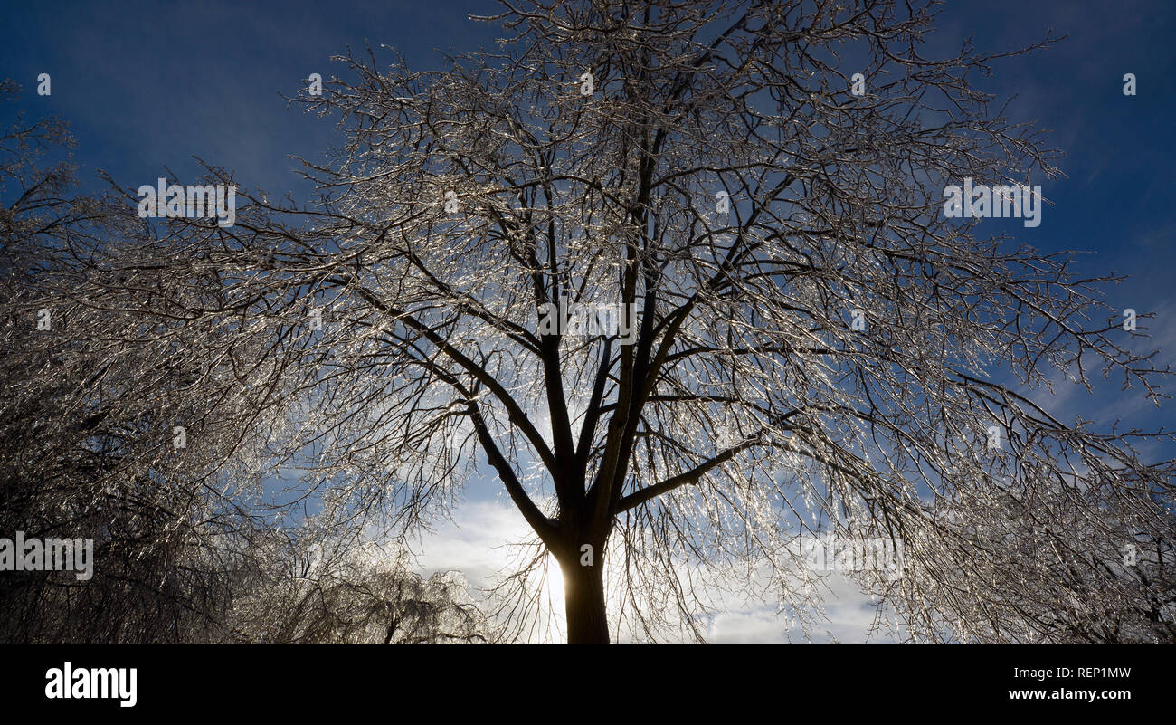 Icy alberi coperti. Mangiare Rock Park. New Haven, Connecticut Foto Stock