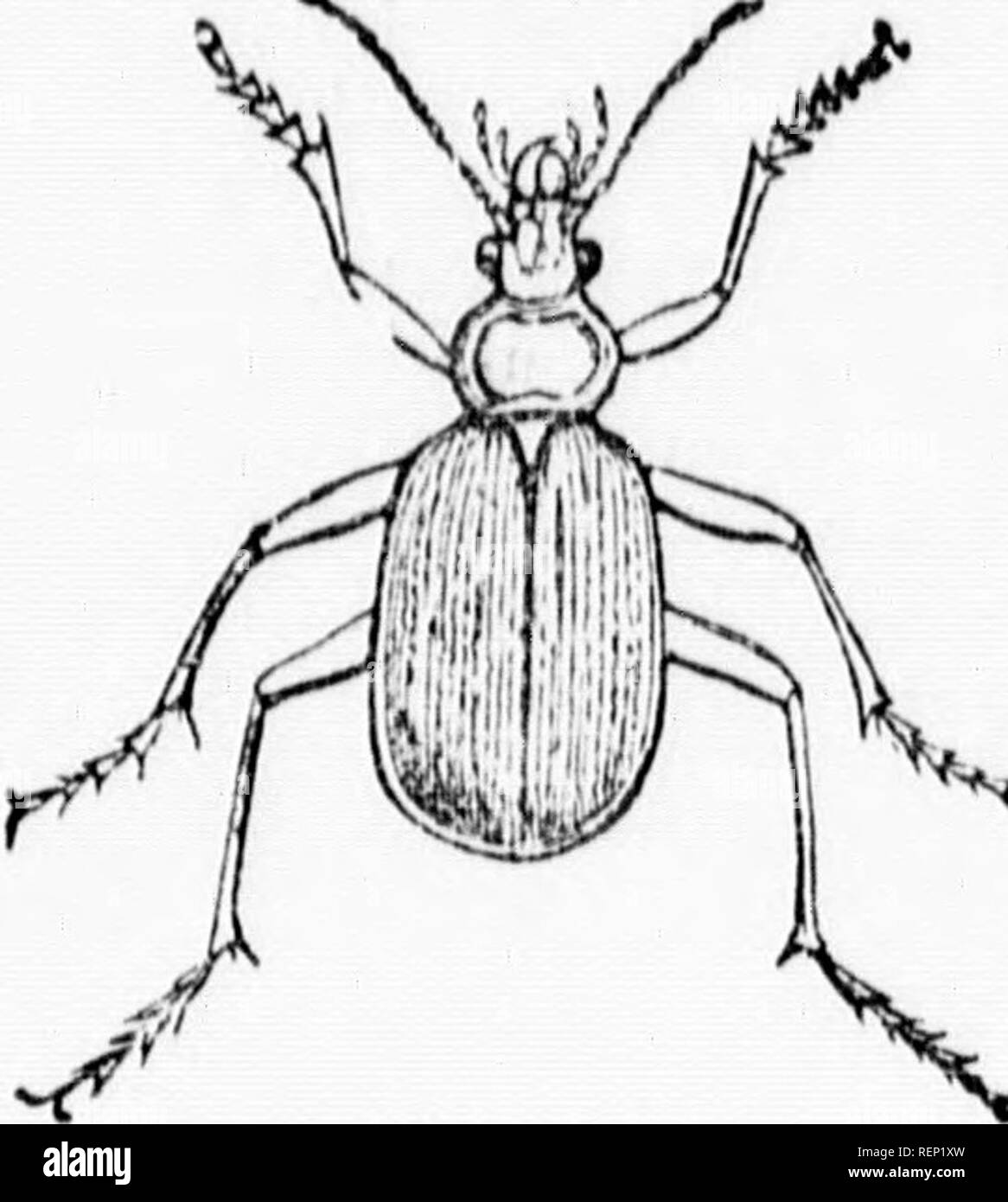 . Relazione della entomologo (James Fletcher, F.R.S.C.), 1885 [microformati]. Pesti di insetto; Insectes nuisibles. 44. Fig. 22. Calosoma scrutator. ll^oly t Ji:'^.:SZ-IE â ¢ 2?I:Z^'j!^ '^'^ ^^ ^^-otablo importa a. La maggior parte invece, richiedono woll-devolonod meanTihr m. J i^", âT*!Â P''*^'^'!â"'^o"^Â"pocleB, hanno per la cattura di thoiV i,,V prima tSorcrde^^^^^^^^^ naovmg qu.ckly, perché thoy Thege due errori di battitura sono ben exomplifiod bv disegni ill.istrationH, Fig. 21 è il Colorado potato beetle-, un inattivo ma vorv insetto pregiudizievole. Fig. 22 è il verde di ospitare-- piiiarhuntor, un attivo Foto Stock