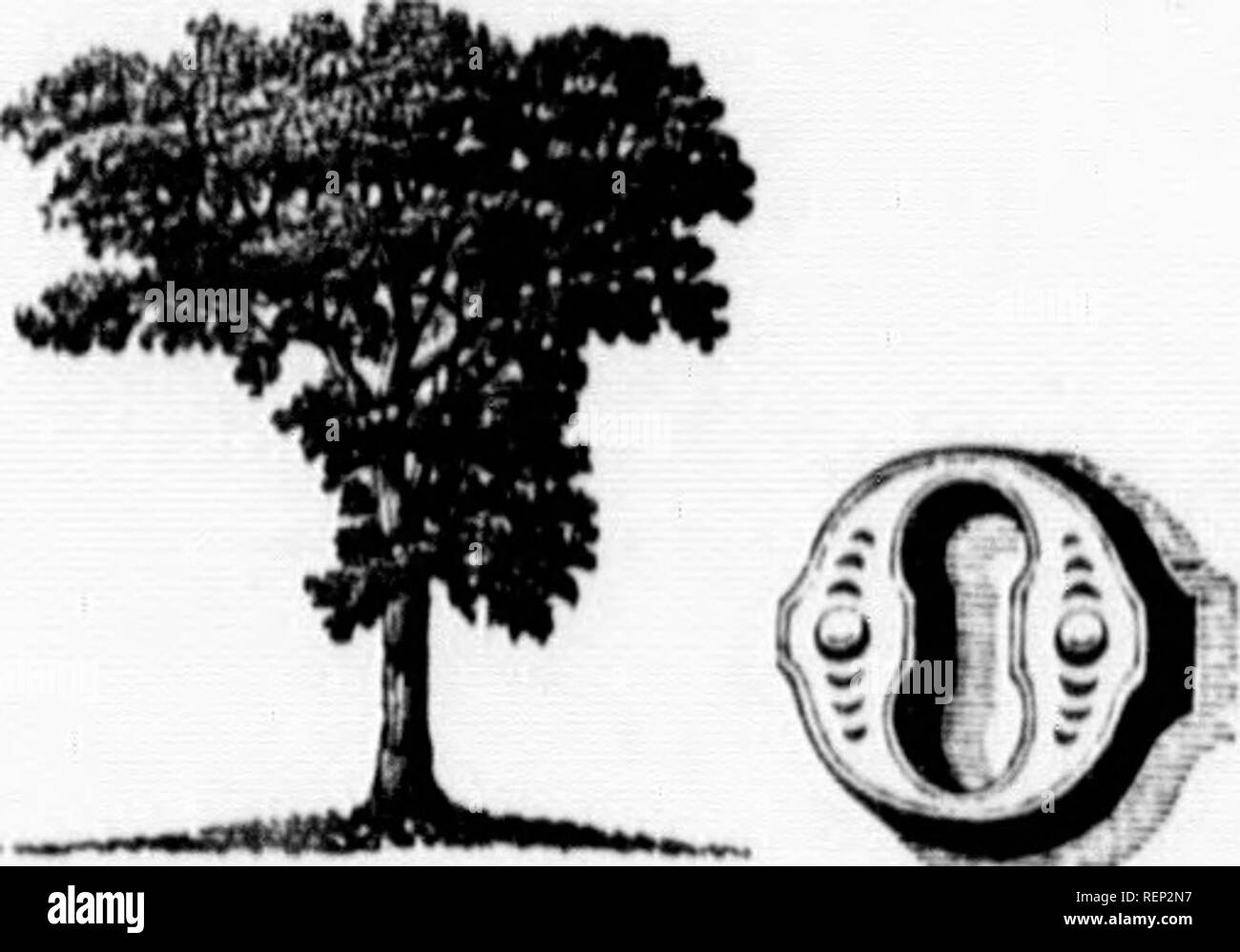 . Gli alberi d'America [microformati] : nativi e stranieri, graficamente e botanicamente delineato e scientificamente e popolarmente descritto, essendo considerata principalmente con riferimento alla loro geografia e storia, il suolo e per la situazione, la propagazione e la cultura, incidenti e malattie .... Alberi; Arbres. LiriotleuJron titllpl/ern, il Tulip-LIKIODENDRON cuscinetto. Synoni/inea. LiriutUndron tulipi/Ser, Tulipier de VirKinie, Arhrc aux tiiliix Virf dell,'iriisclicr 'l"III|M'iiliiiuiii, LiiiodctKlro tiihiiui'io, Virj,'iiiiari ['Ofir, lulip-benring Lily- trei", Snddlc-tri'c, WluiL' Popliir, Vi'llow Foto Stock