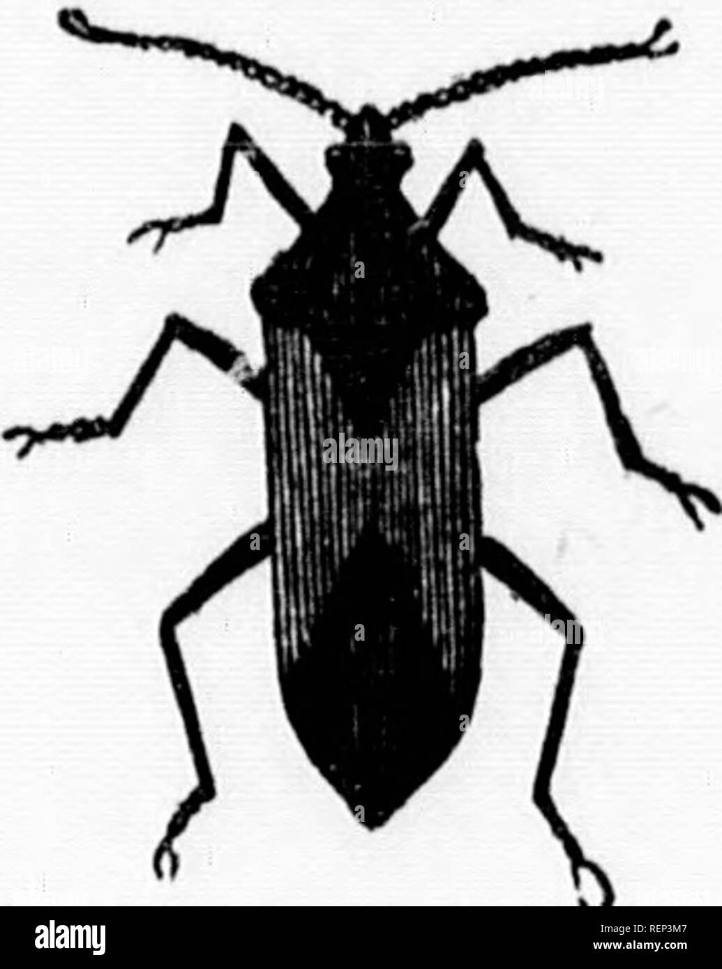 . La vita di North American insetti [microformati]. Insetti; Insectes. Ordine II. Bug. 81 la condizione esplicita di suftering loro di godersi la loro festa witliout molestia." 0 stulta sanctitas, 0 sancta stultitia I Figura 20.. Il Squash-bag. Il Squash-aggetto (Coreus tristis). Questo insetto che nasconde in sé durante l'inverno nelle fessure delle case, pareti e la corteccia di alberi, fa la sua comparsa in aria aperta non appena il caldo inizia, e riprende la sua dimora, per la maggior parte su o sotto le foglie di zucche, zucche e altre piante della zucca tribù. È anche Foto Stock