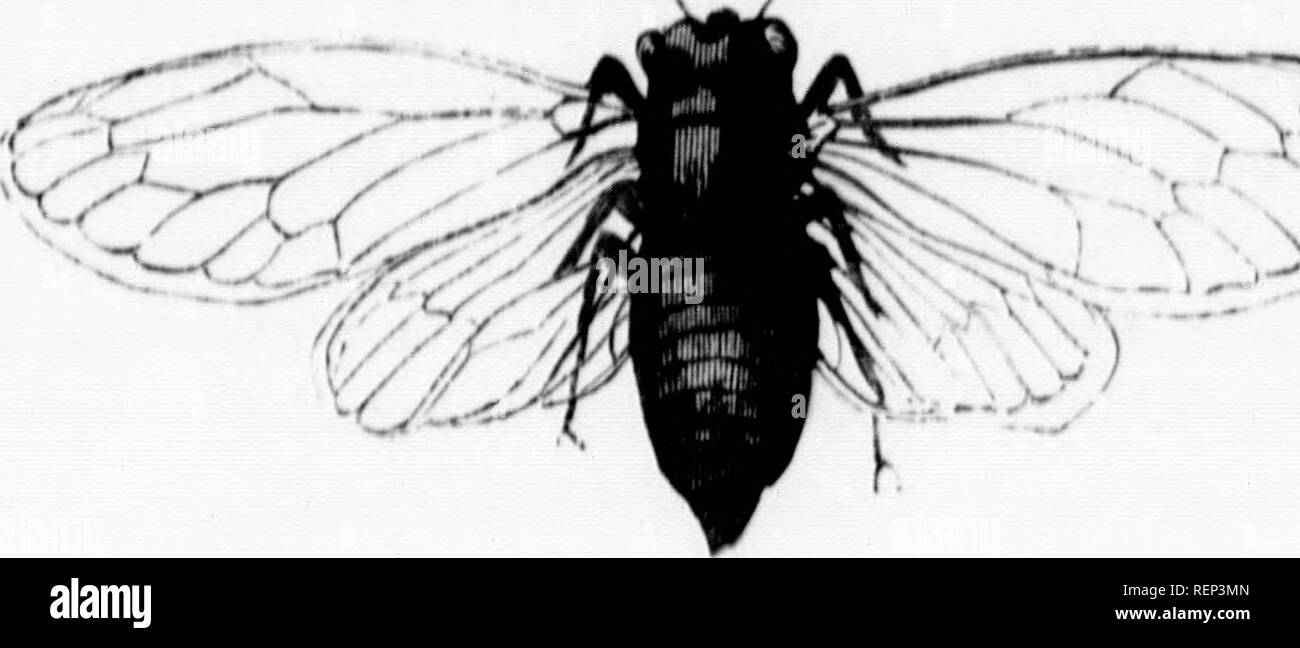 . La vita di North American insetti [microformati]. Insetti; Insectes. UKUKK U. UUOS. 00 FlKuro 17.. &Gt; :Â¥$^;L-^&GT;&LT;=^ ucd-oycd cicala. cd membri, è chiamato il " Scventeen-anni di locusta," fa la sua appeunincc ogni anno, secondo le mie osservazioni all'estero; e durante i miei ventisette anni di residenza in questo paese 1 hanno visto alcuni di loro ogni anno, ma miriadi nel 1829, 18131, 1813, e successivamente. Linneo diede il nome specifico ^^ Septeindecuii'^ red-eyed American Cicala, perché witii esemplari di insetto tliia inviato da lui in America fu detto che si ap- Foto Stock