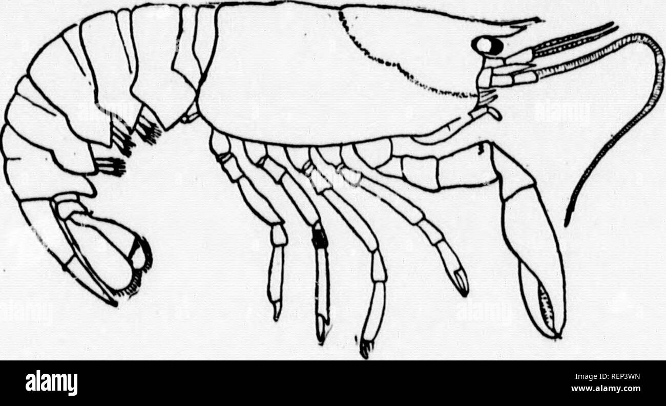 . Un libro di testo di morfologia invertebrato [microformati]. Invertebrati; morfologia (animali); Invertébrés; Morphologie (Animaux). Tipo crostacei. 369 aumber di B fouud ui t diversità >, ma al progetto NIS (le^UE- similurity icie che ositioii di ii essere cou- ied al 11, ma anche i muscoli f. es più o itervals in ut di gio 1 di questi meno spessa sugtj^collaudata A.rachui(lii locla. Tutti e sistema nervoso ! Ui realitv A.nueli(l. ;I ACEA, come- aiul coii- uuelidii, uno ione di till) lO più o iariug principali seuse-orgaiis aud la orgaus di masticazione (Fig. 162), vi beiug dietro questa testa, più o meno perfectl Foto Stock