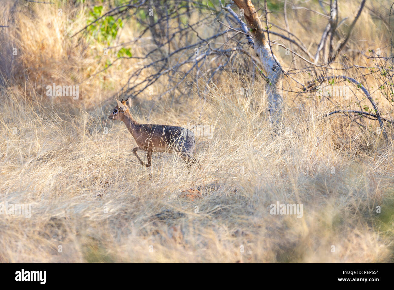 Sottospecie - Damara dik-dik (Madoqua kirkii damarensis). Kirk's dik-dik (Madoqua kirkii) Foto Stock